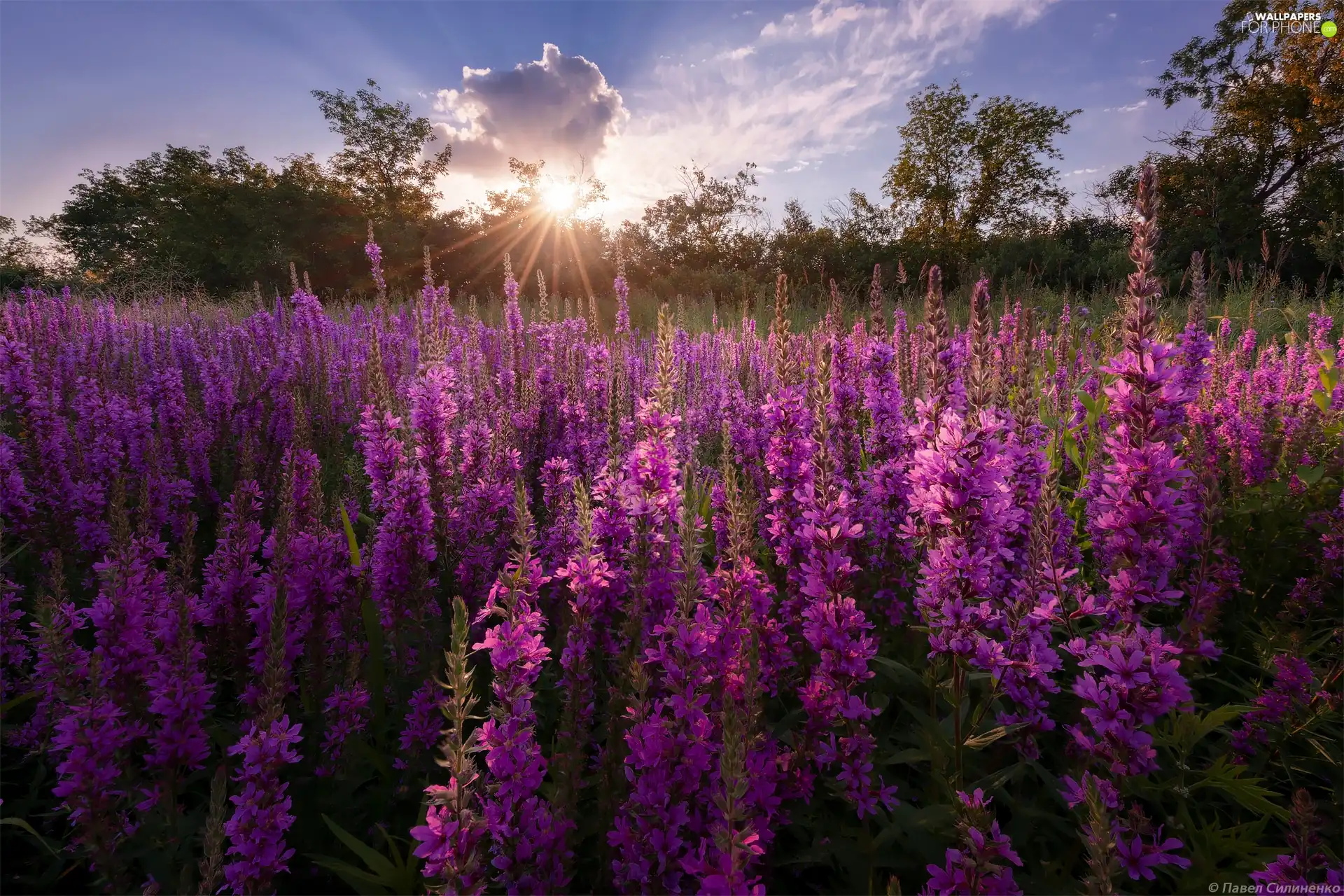Flowers, Meadow, rays of the Sun, Lythrum Salicaria