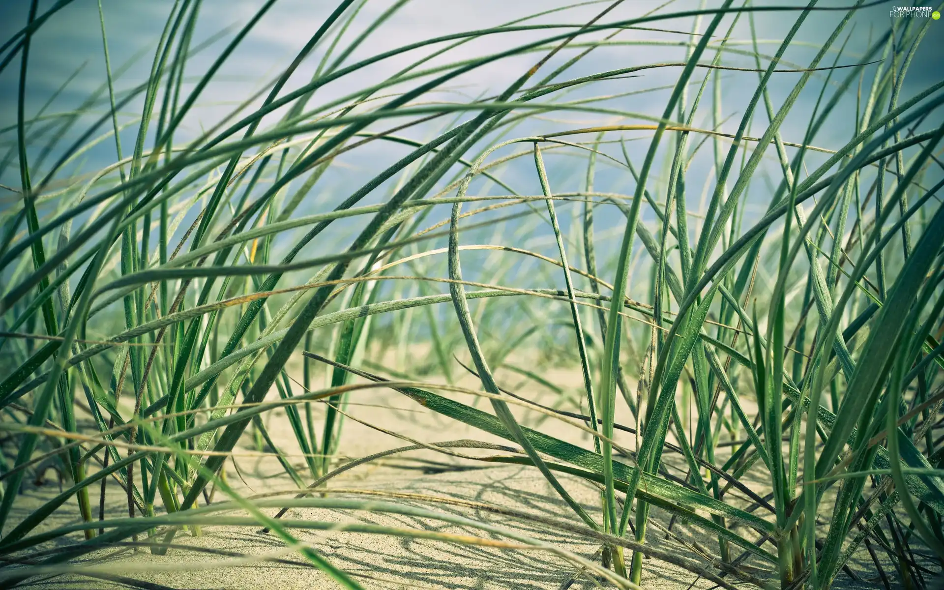 grass, Sand