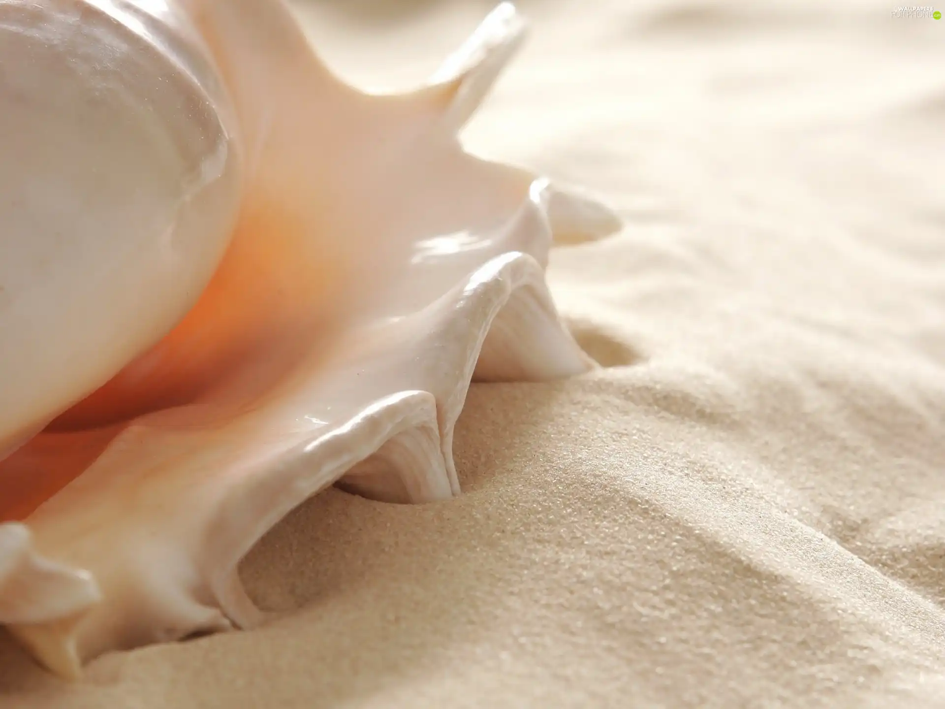shell, Sand