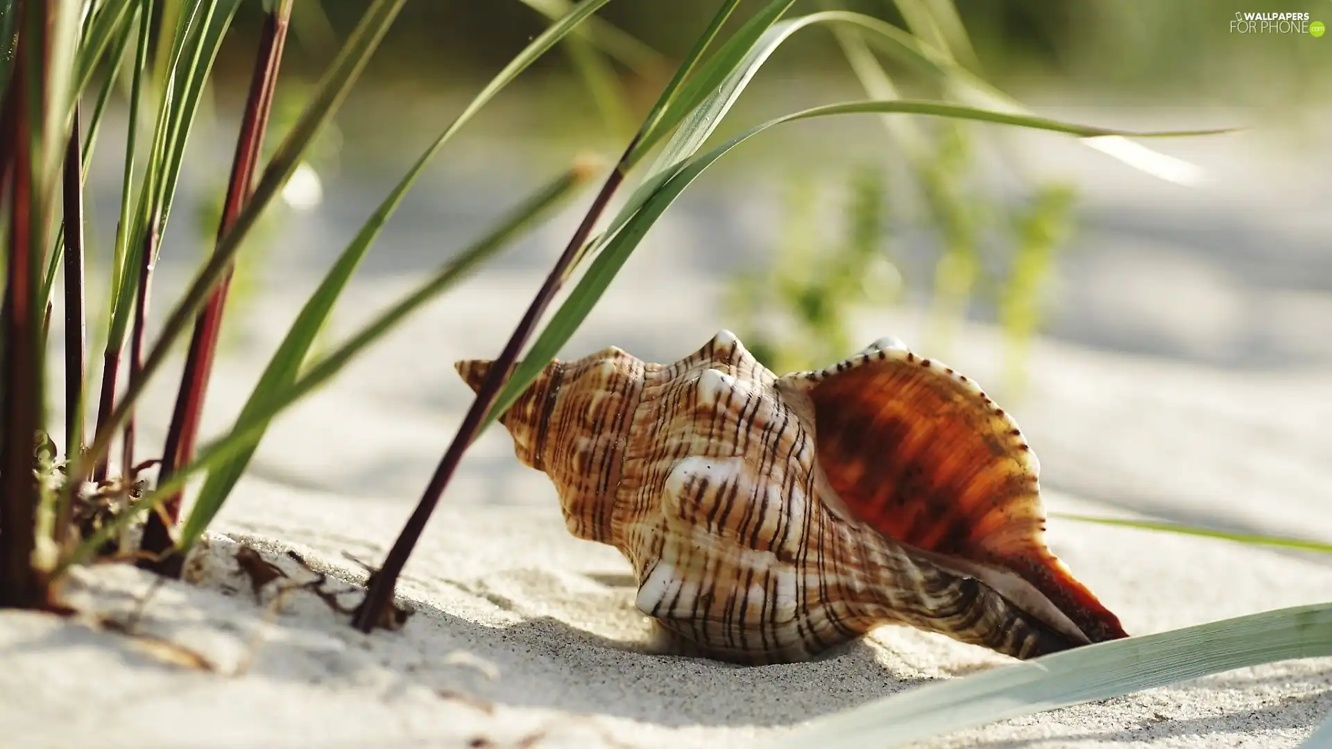 shell, grass, Sand, shell