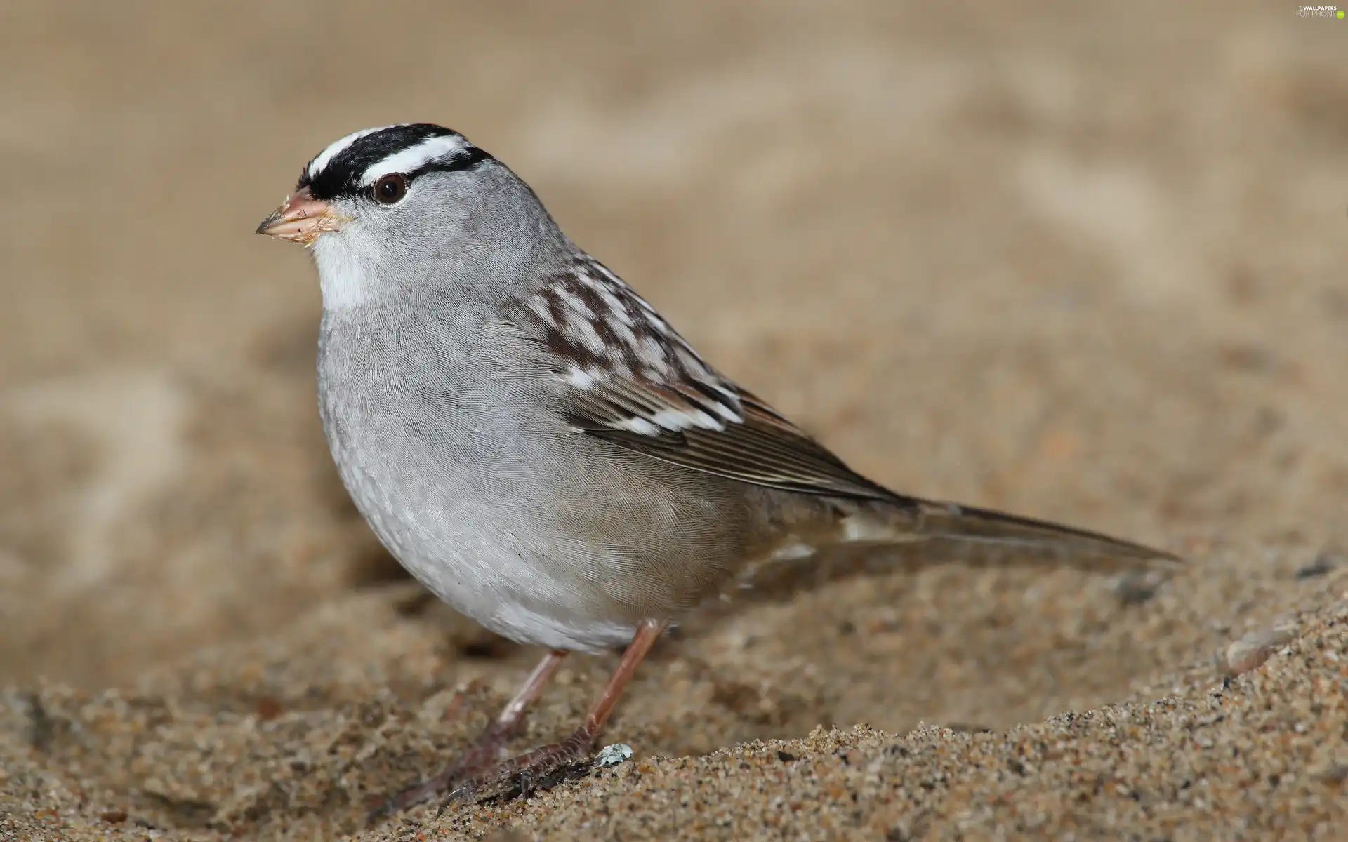 Sand, Zonotrichia, sparrow