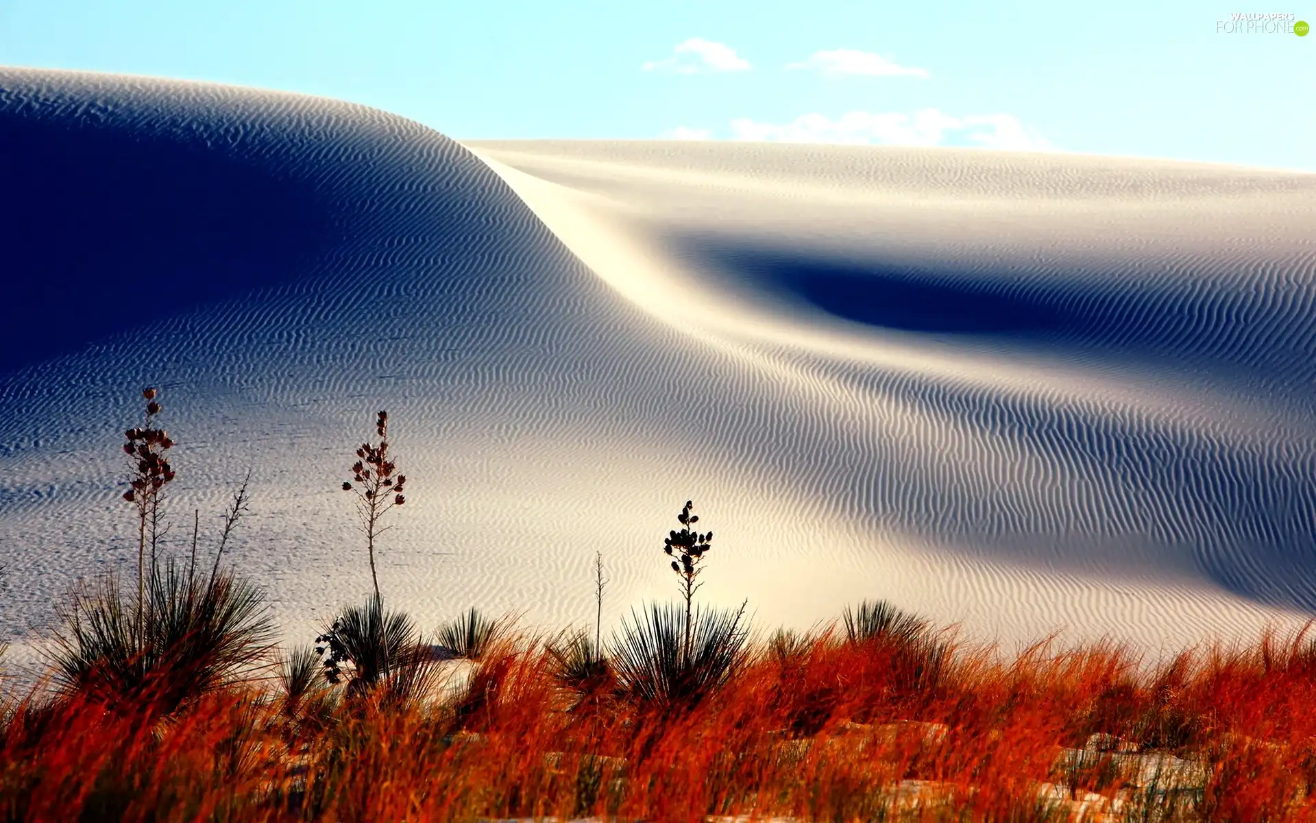 Sand, Plants, White