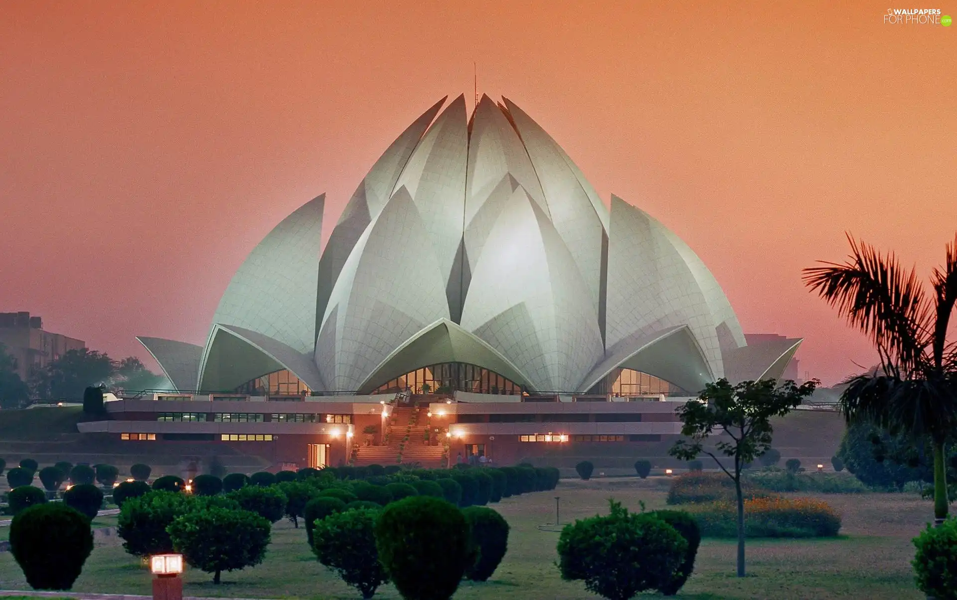 Sapling, lotus, Delhi