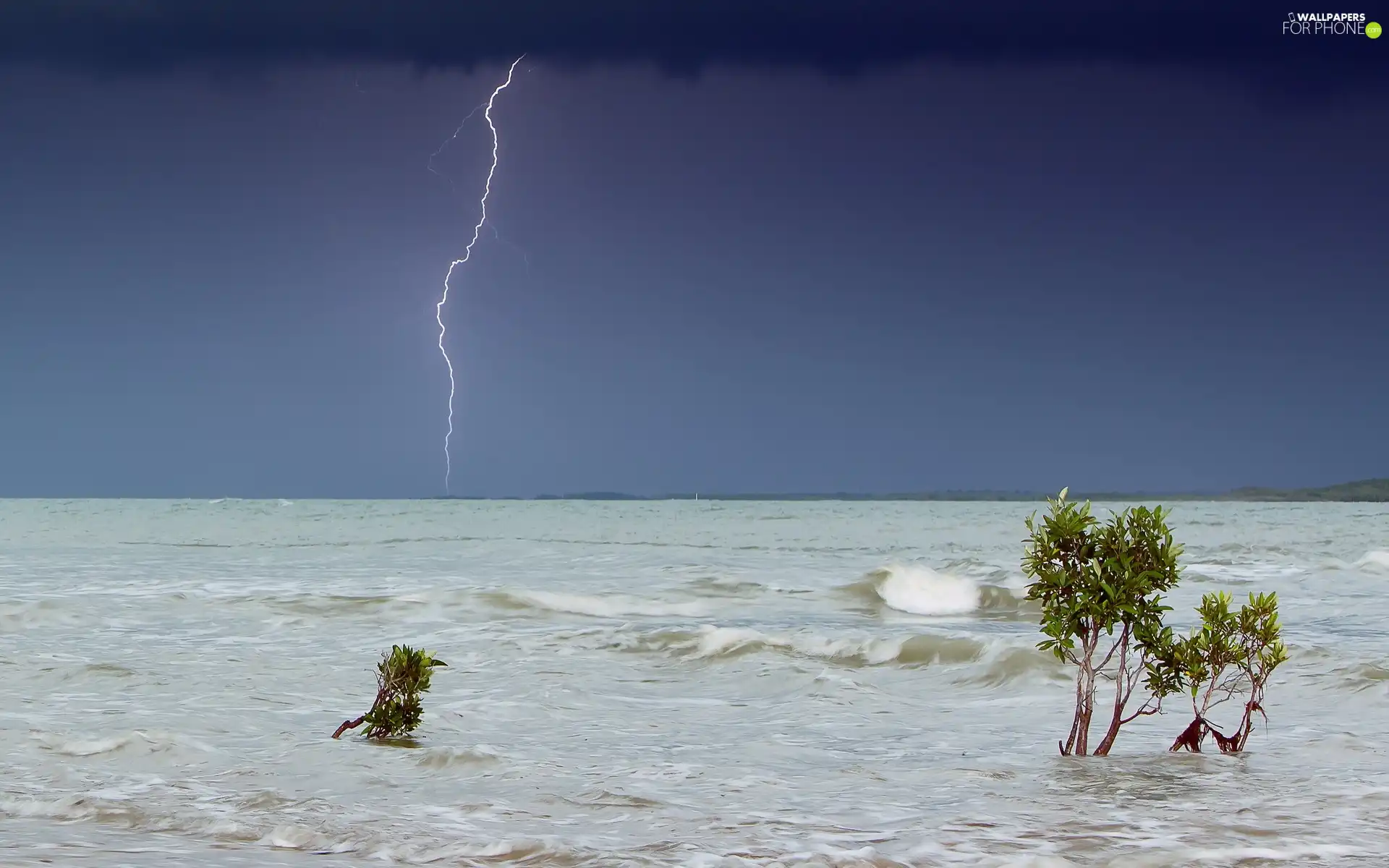 Sapling, Storm, sea