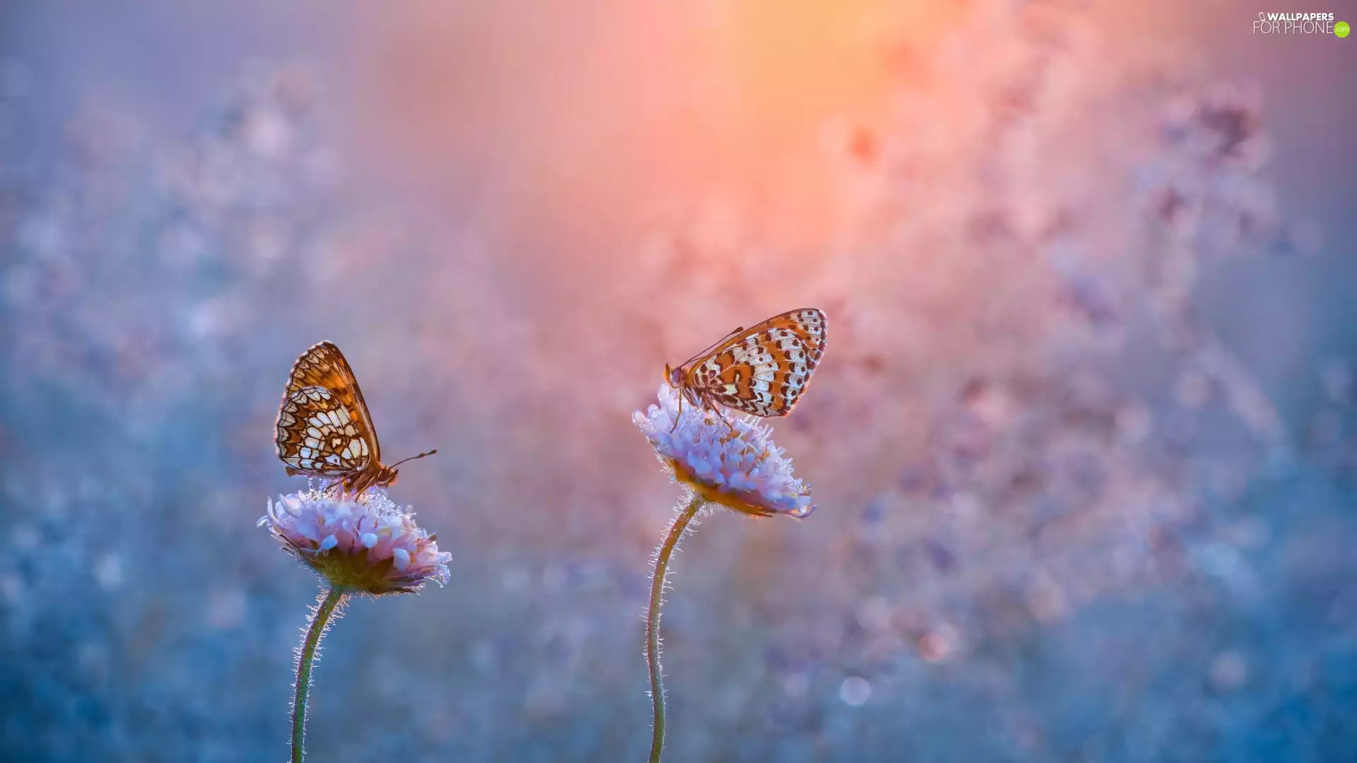 Red-Band Fritillary, Two cars, Field Scabious, blurry background, Flowers, butterflies
