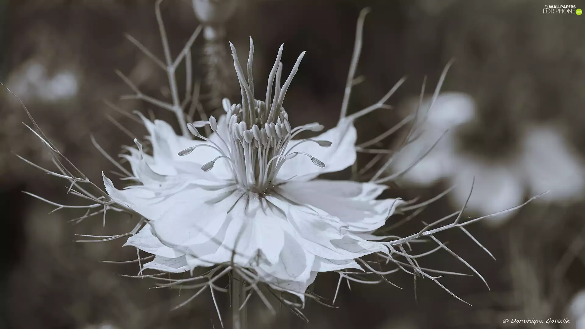 Grey scale, Colourfull Flowers, Nigella