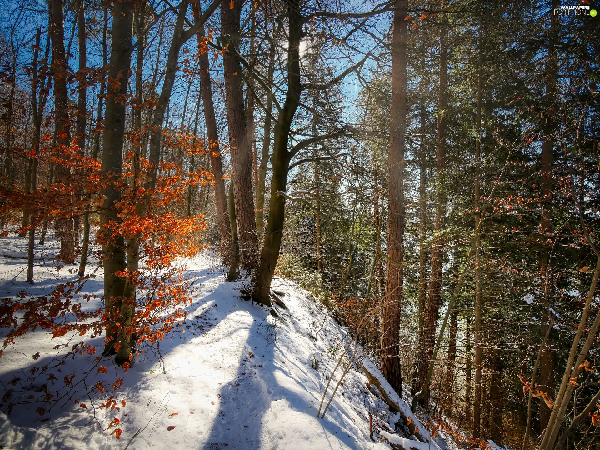 snow, scarp, viewes, forest, trees