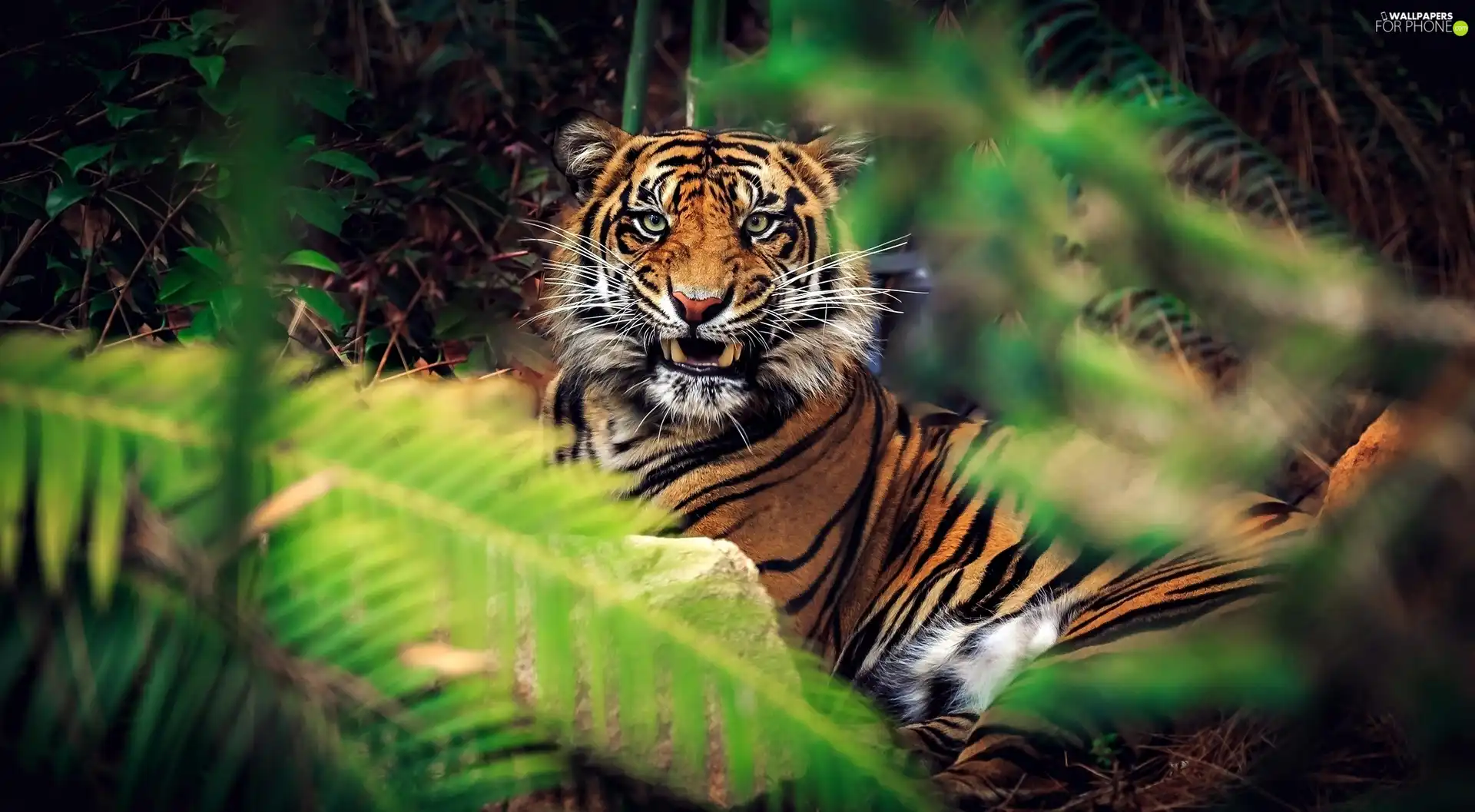 scrub, tiger, canines