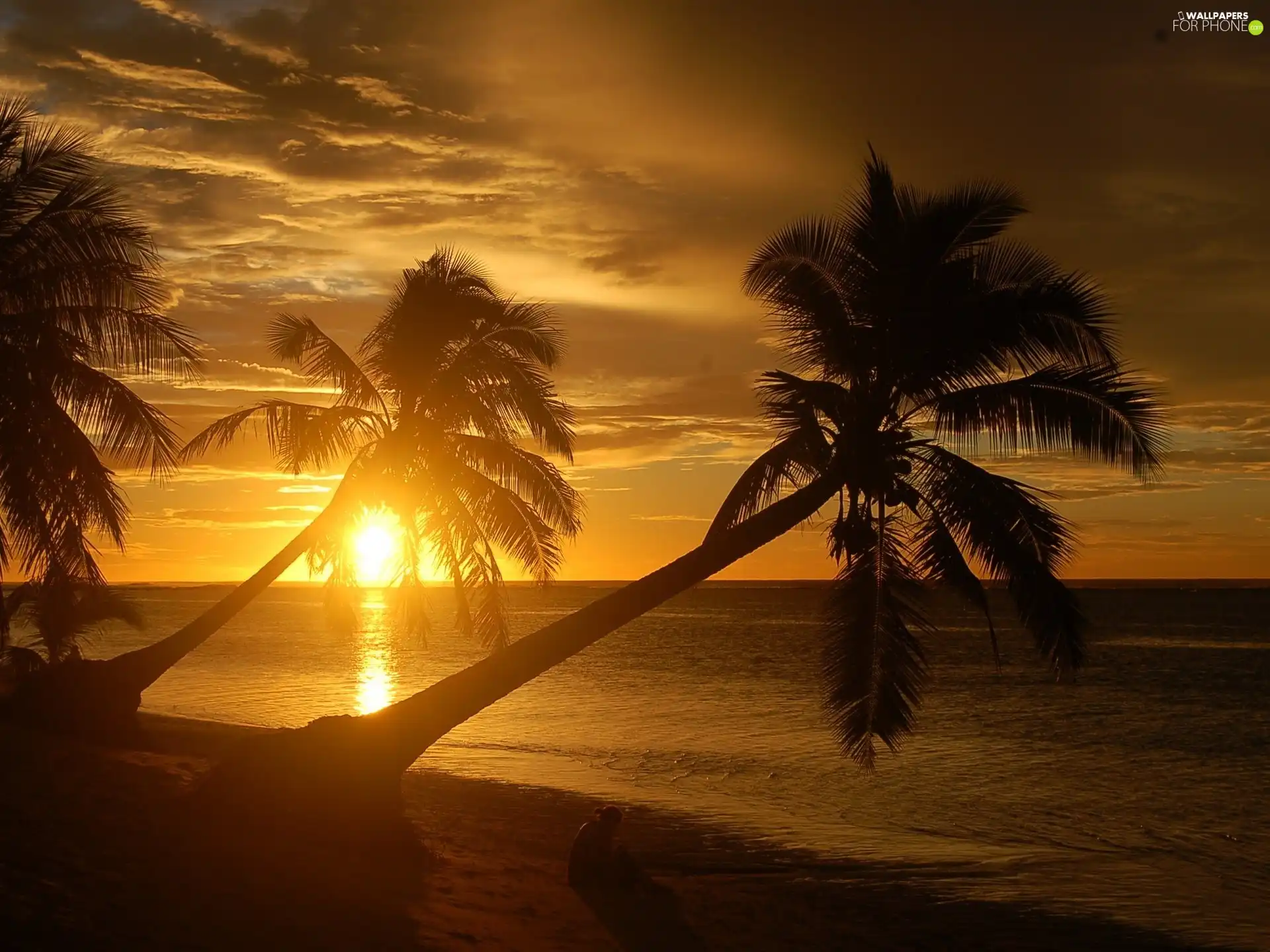 sea, Beaches, sun, Palms, west