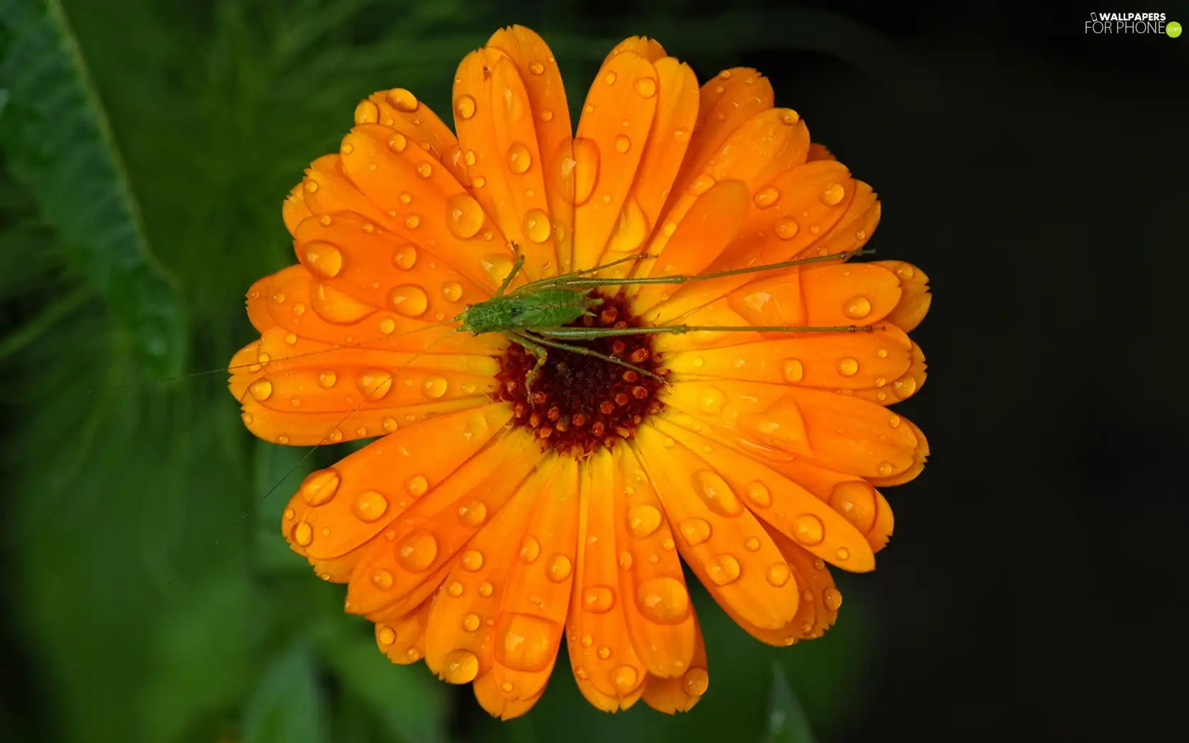 field, Marigold, sea-horse
