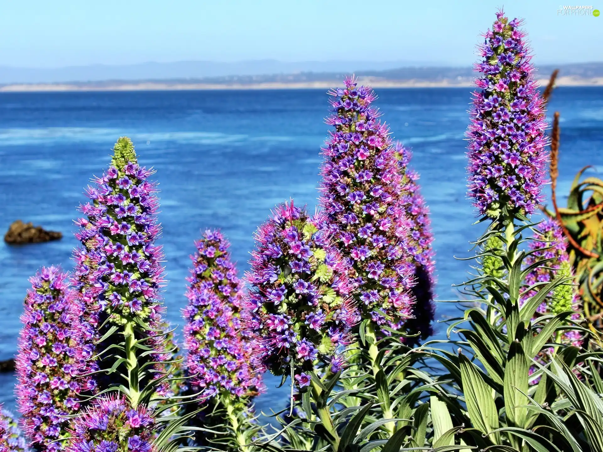 sea, exotic, Flowers