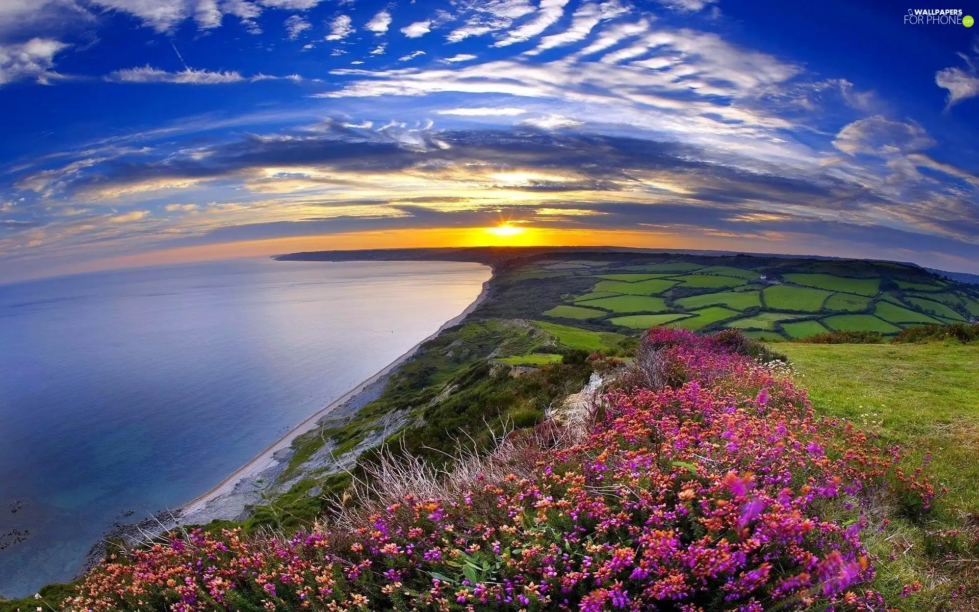 sea, Flowers, sun, field, west