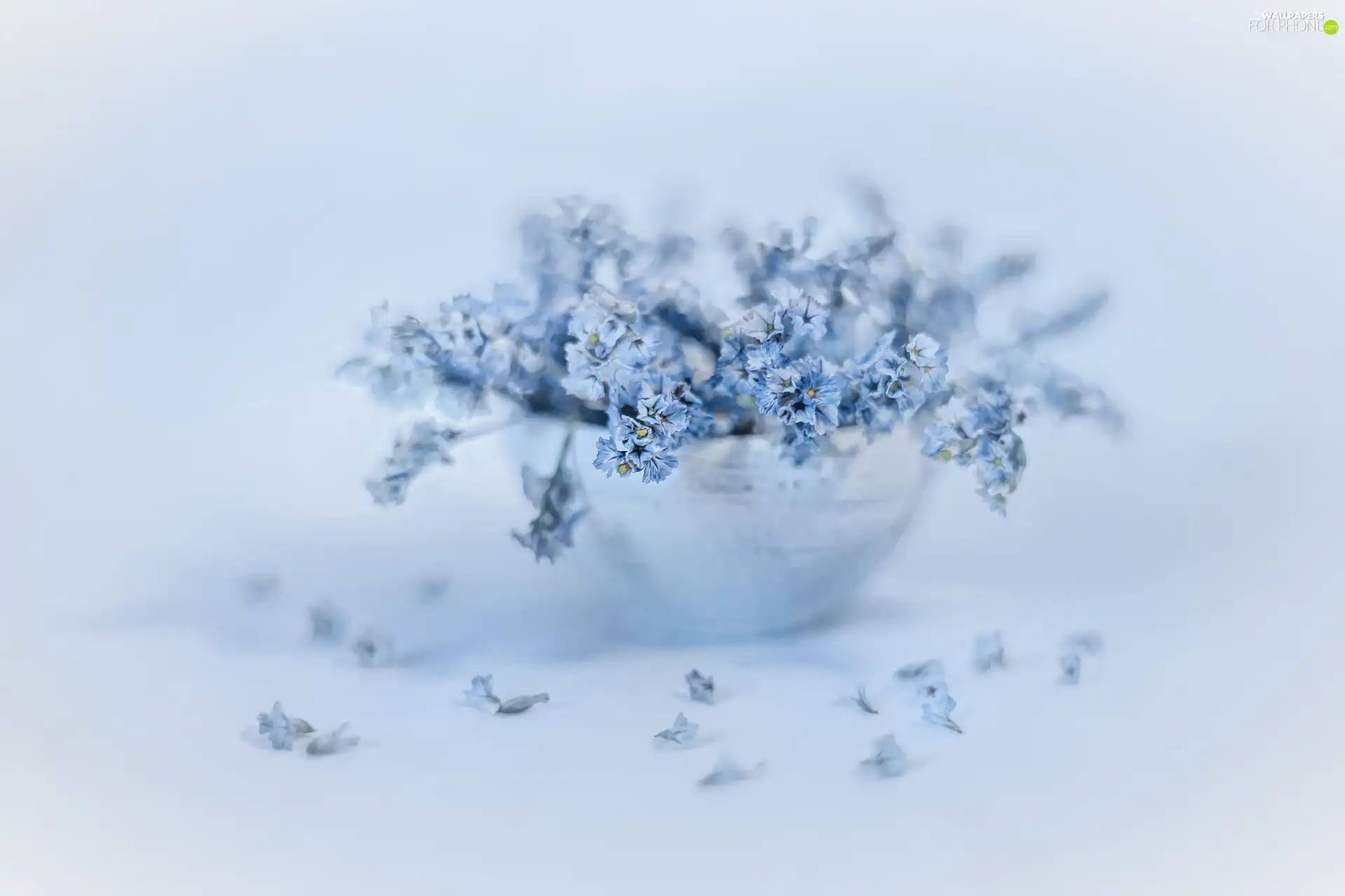 Blue, Sea Lavender, dish, Flowers