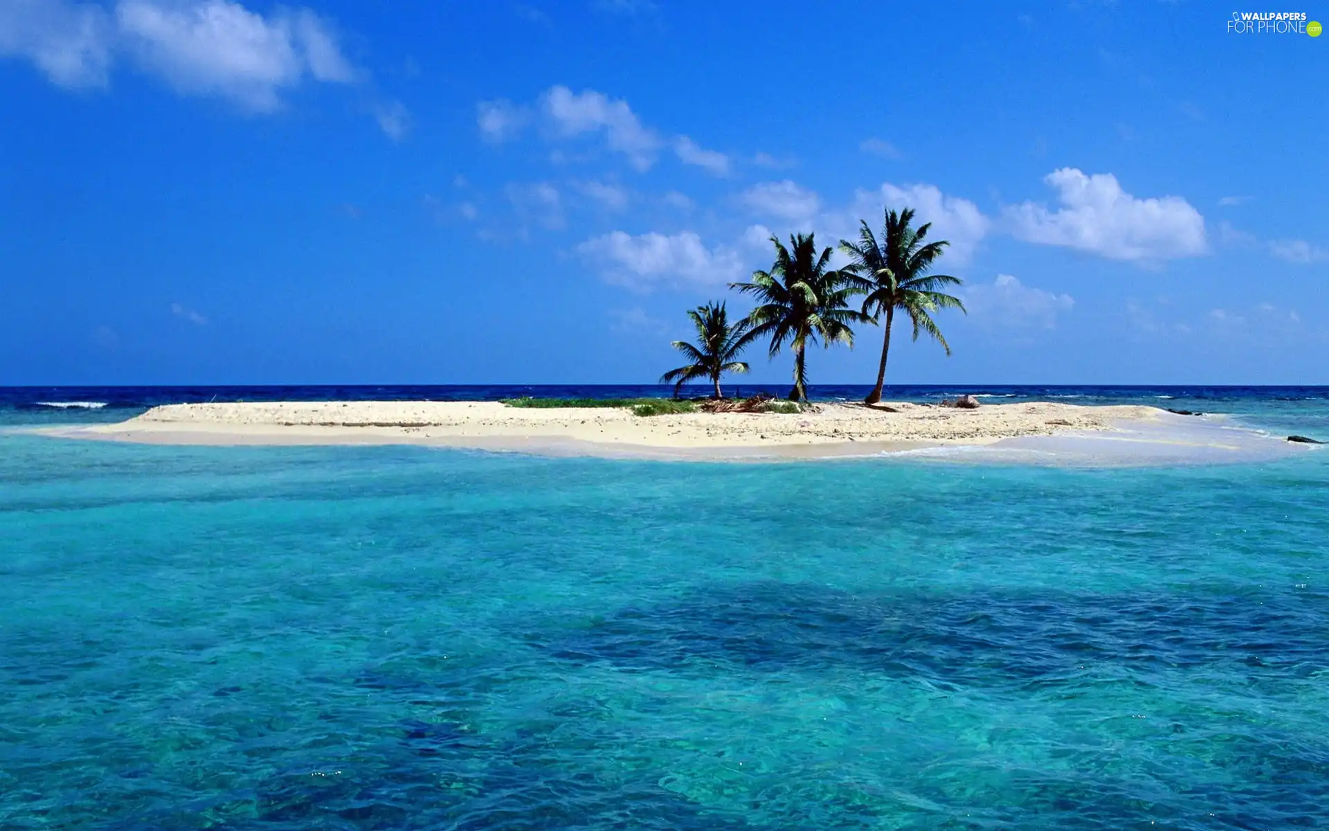 sea, Islet, Palms
