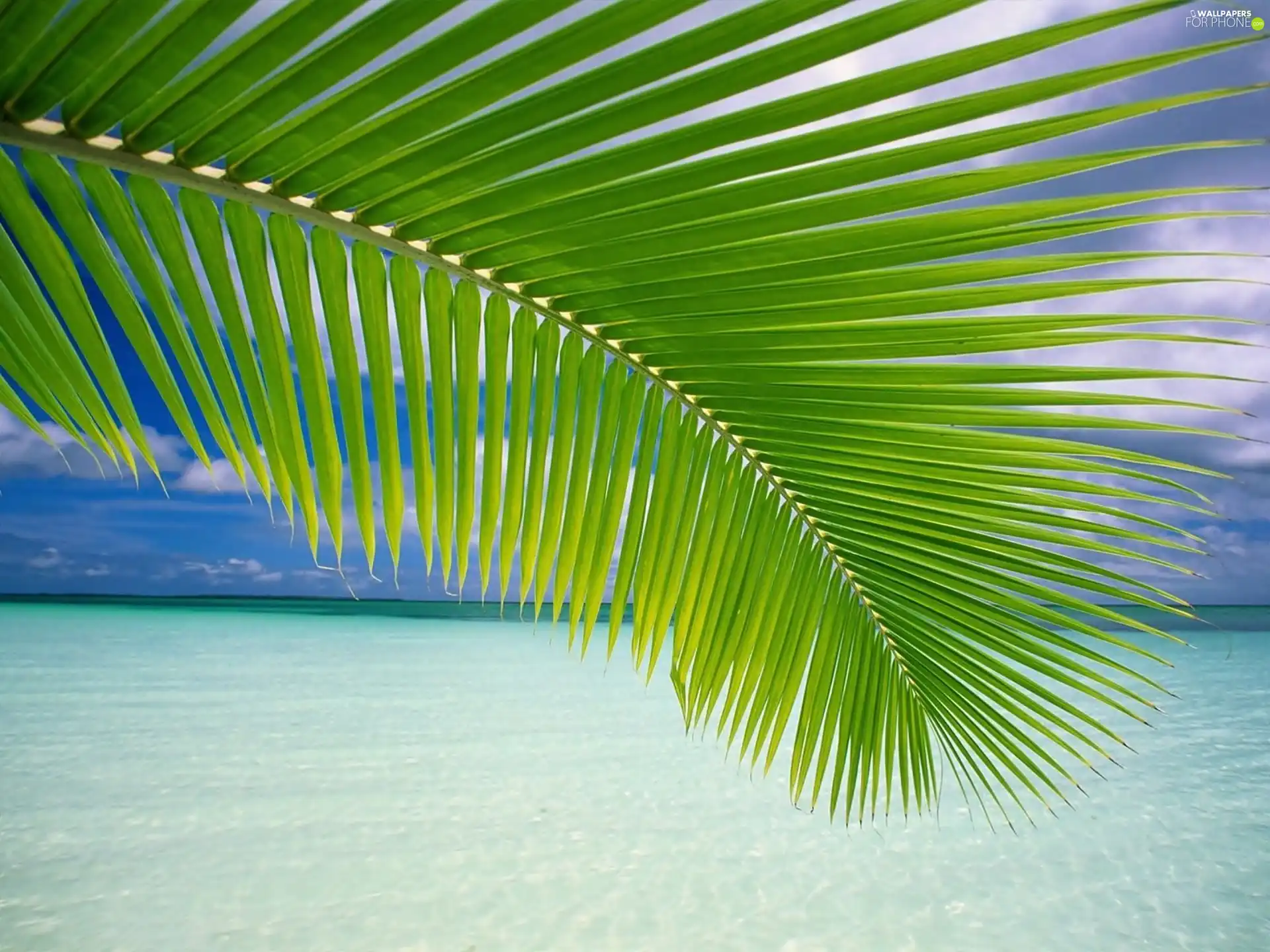 sea, leaf, Palms
