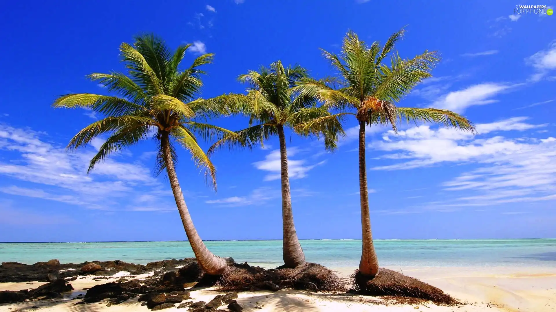 sea, Three, Palms