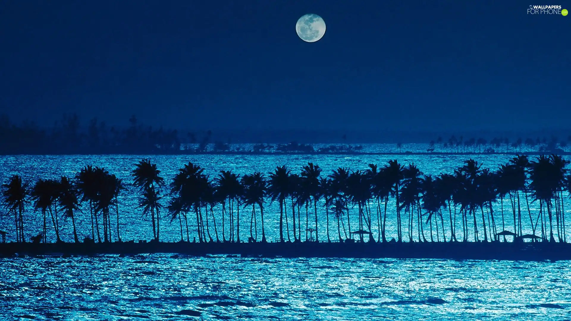 Palms, sea