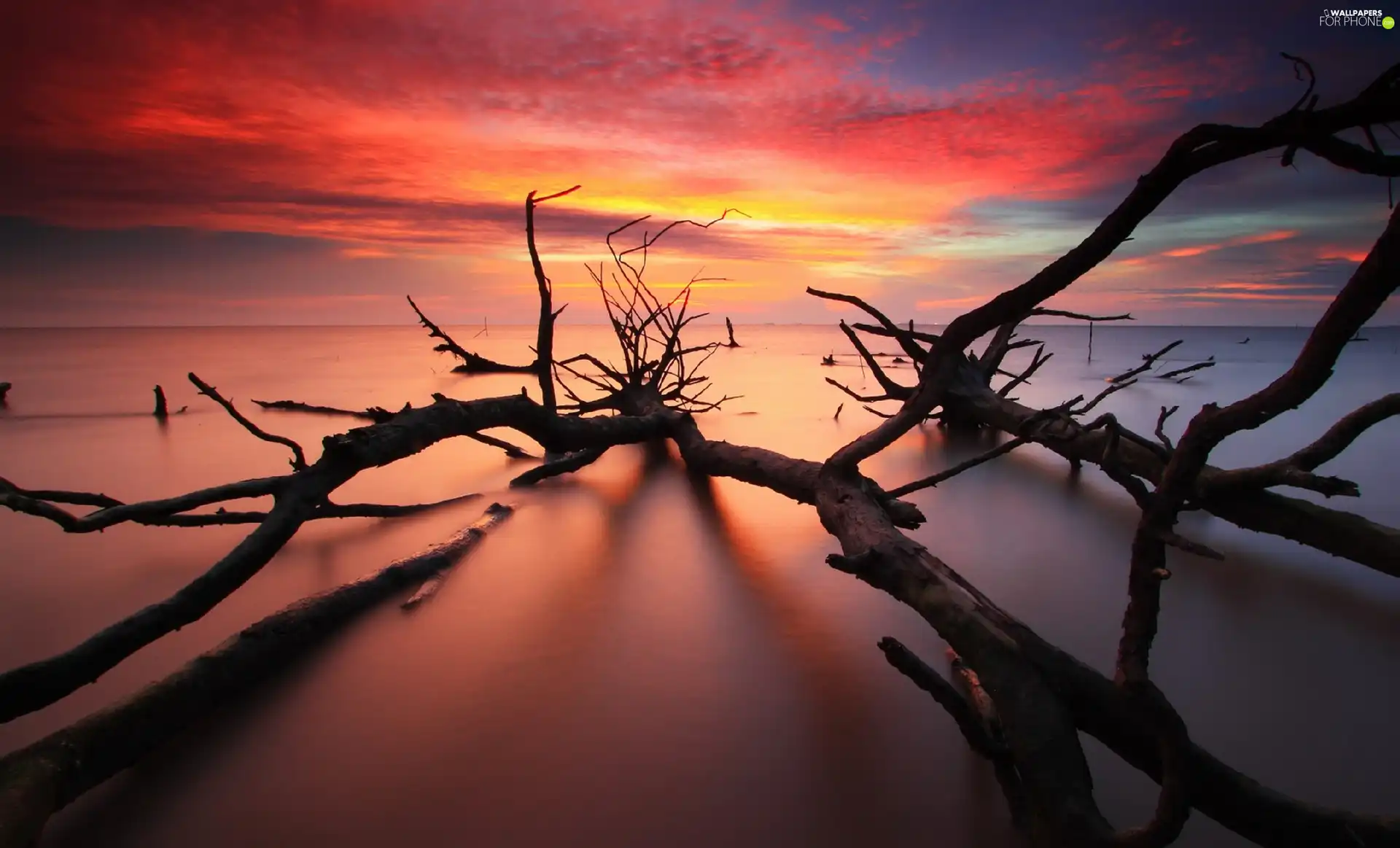Great Sunsets, trees, sea, branches
