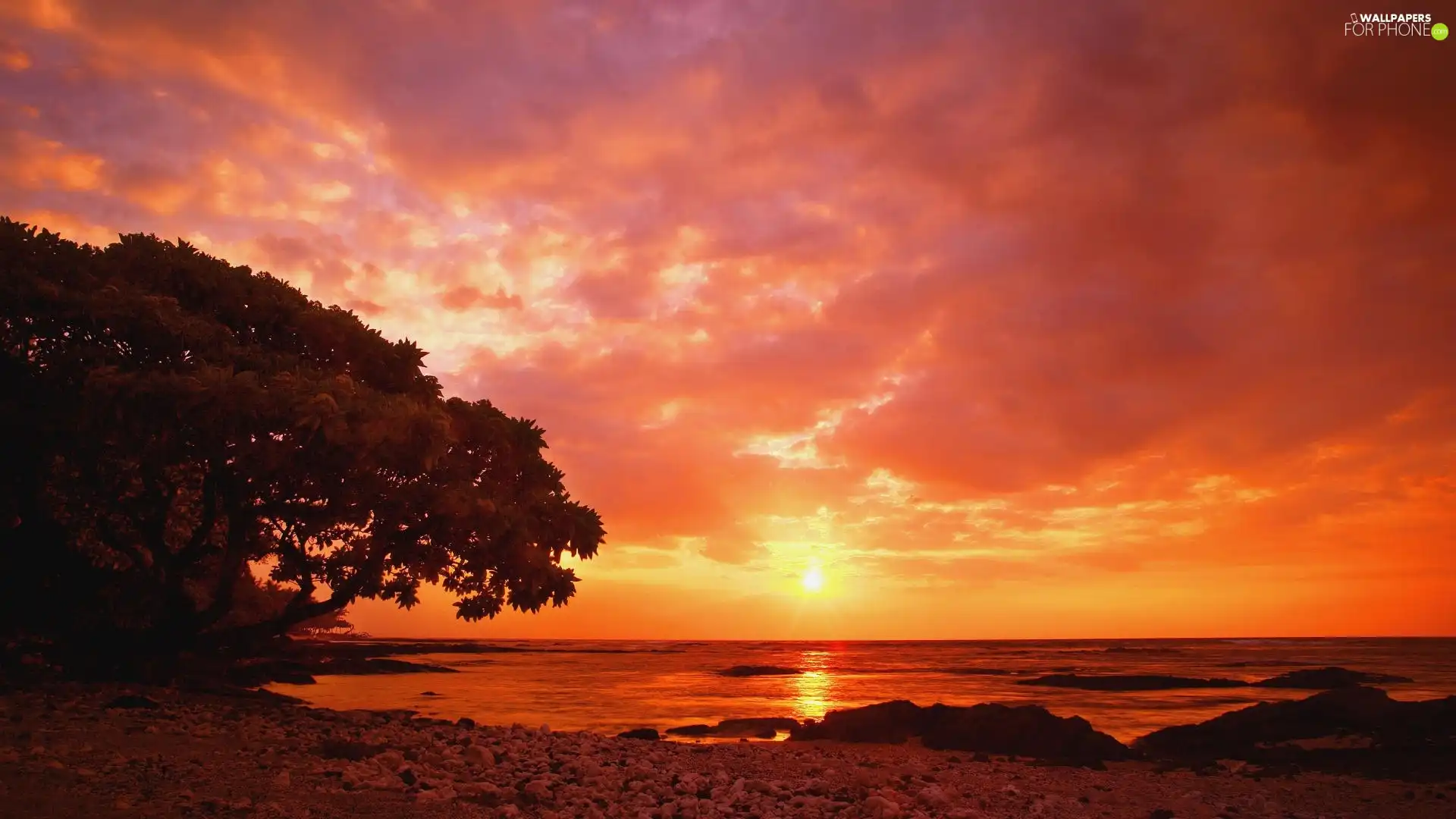 Great Sunsets, trees, sea
