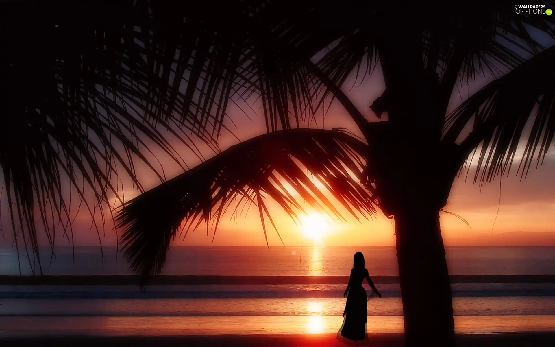 sea, Women, sun, Palm, west