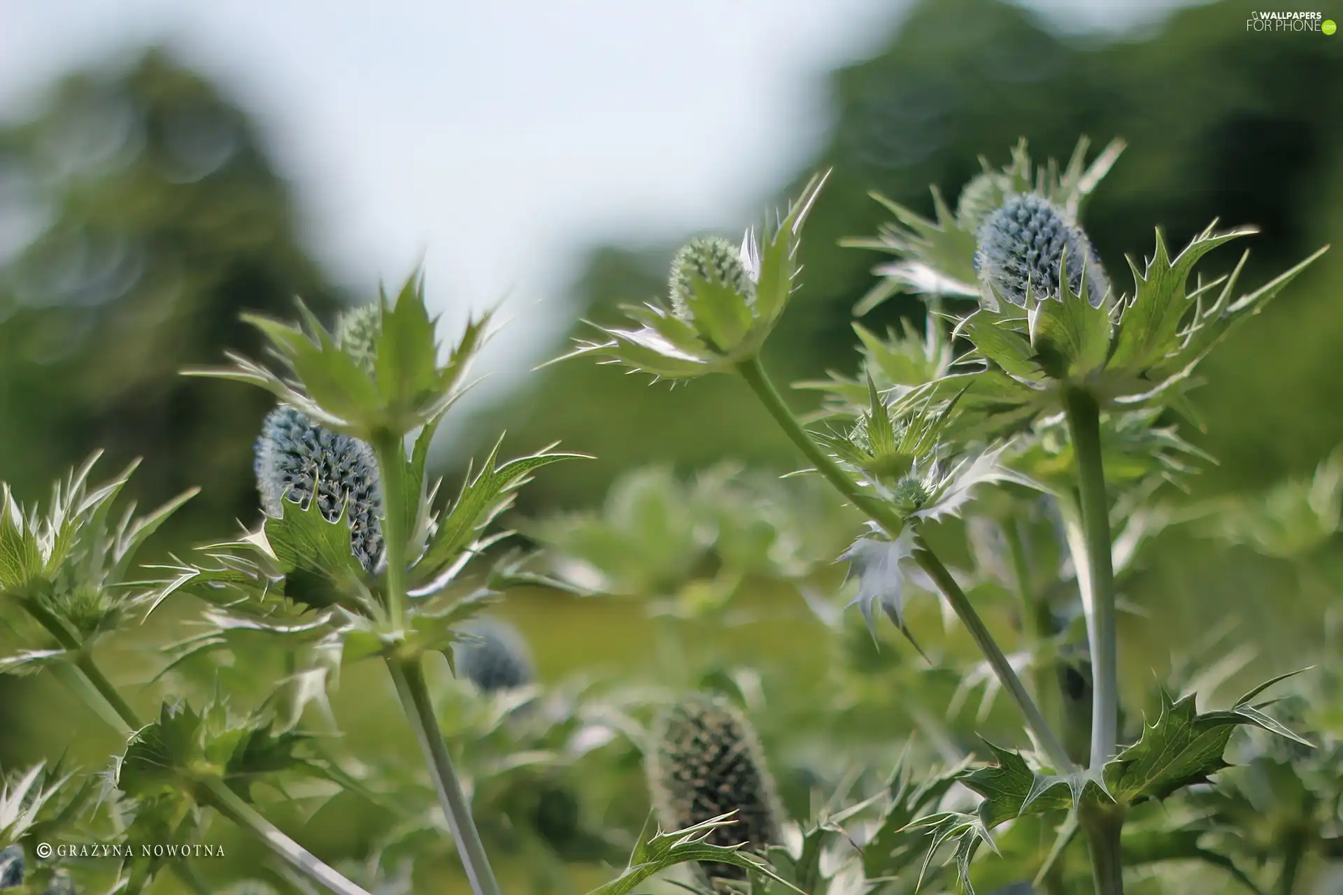 Seaside Eryngium