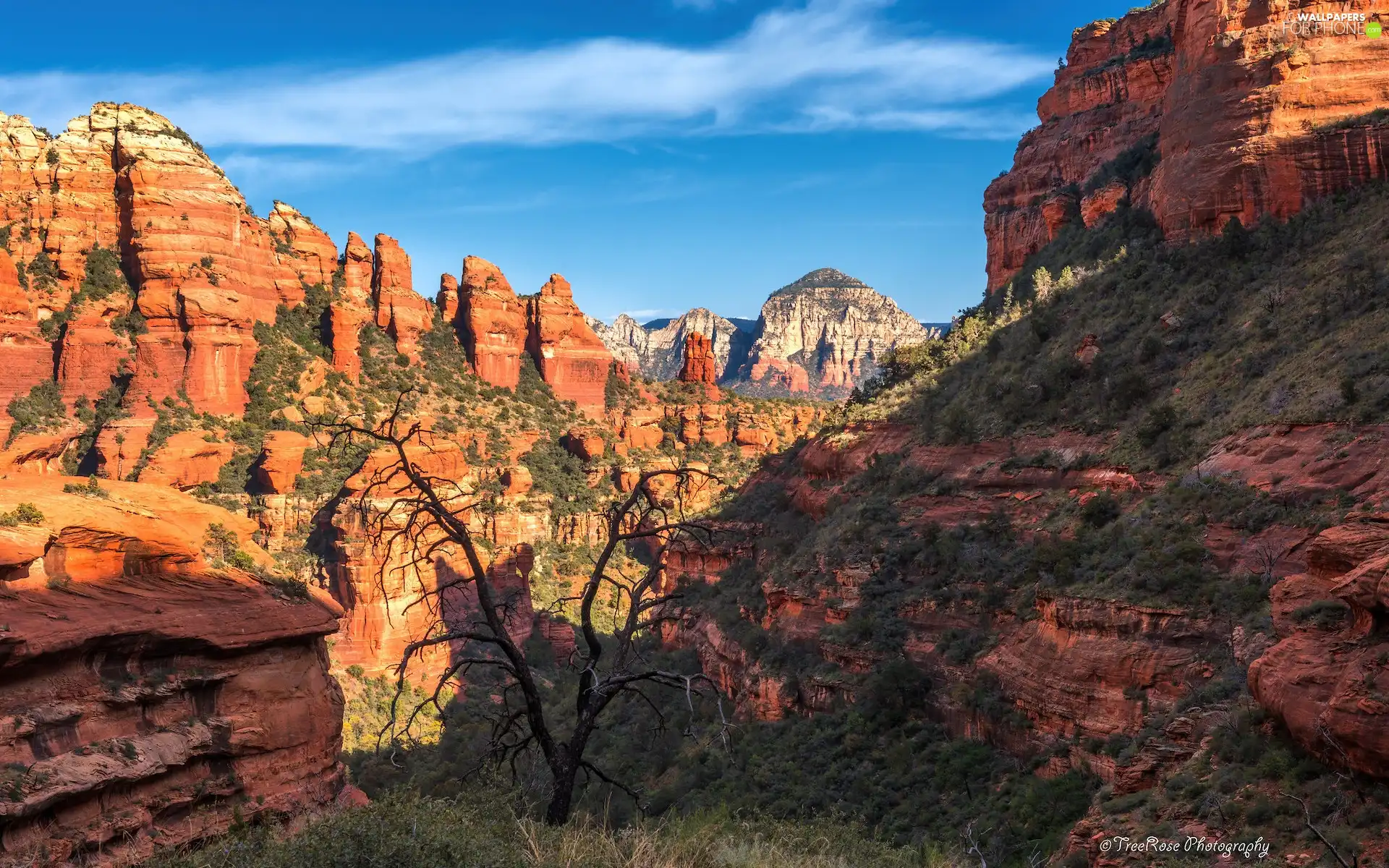 rocks, trees, Arizona, Sedona, The United States