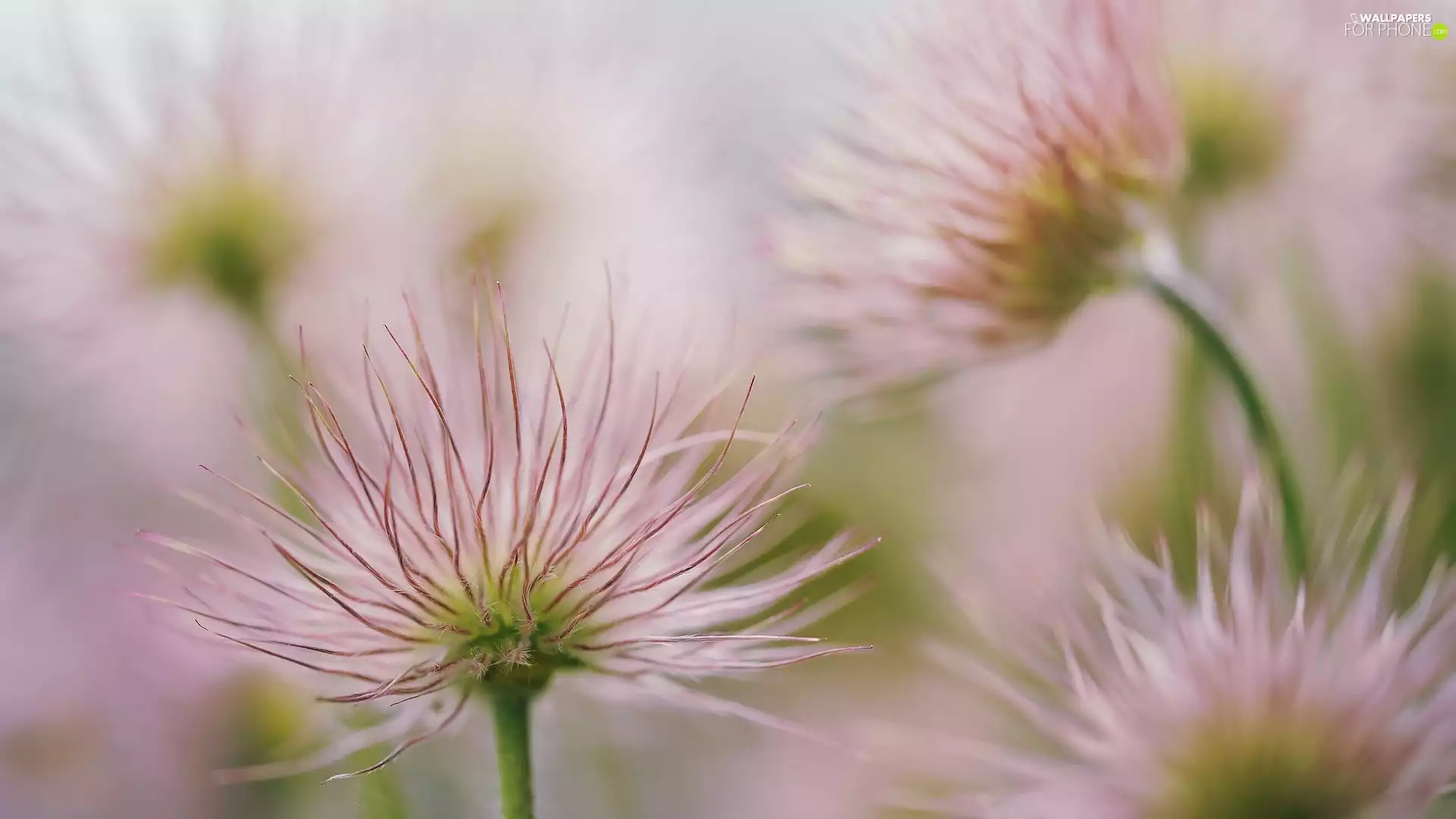 seedheads, Flowers, pasque