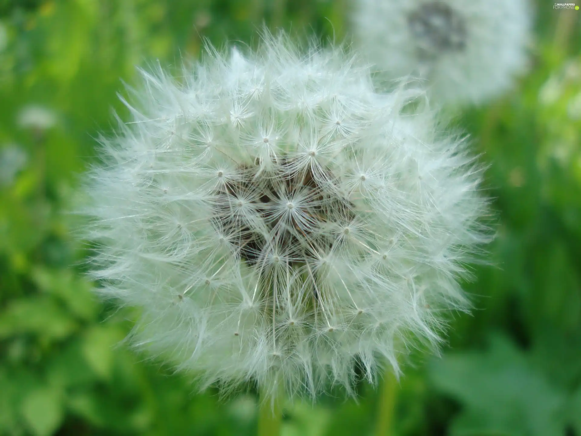 Flower, common, seeds, puffball