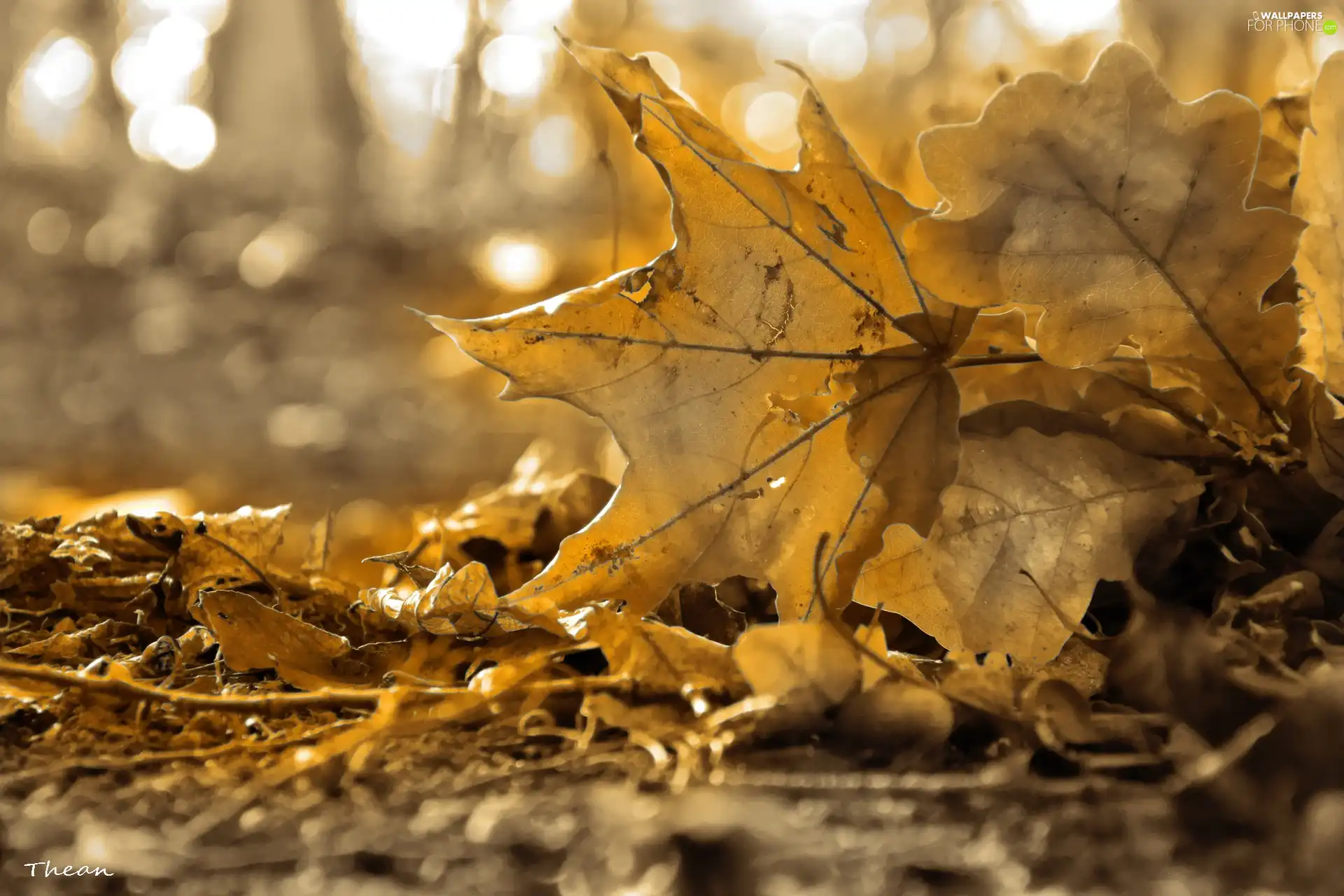 autumn, Leaf, sepia, dry