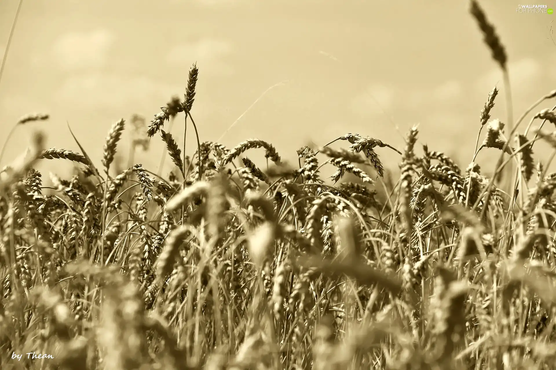 corn, sepia