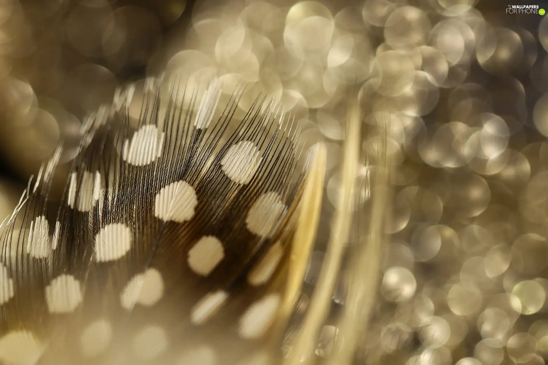 feather, Bokeh, sepia, Close