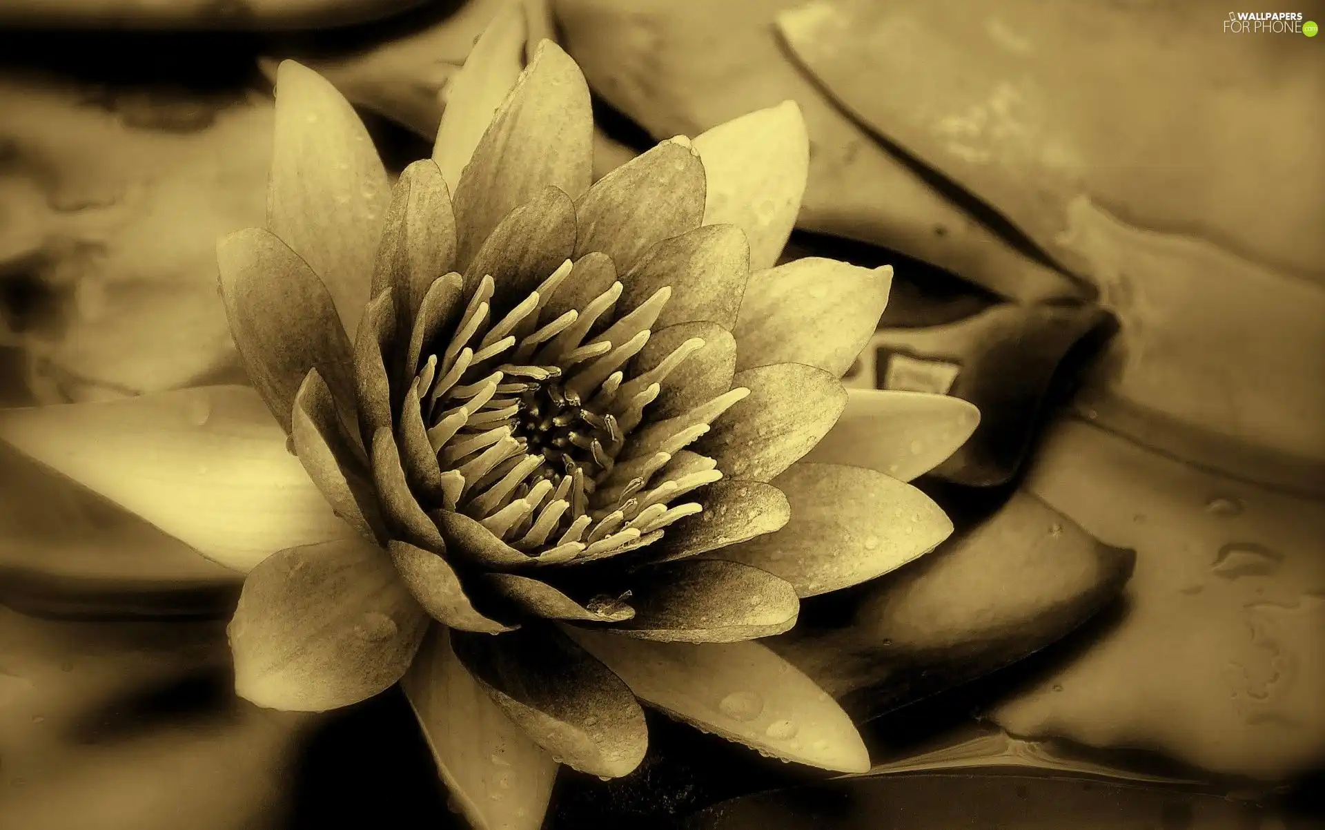 sepia, Lily, water