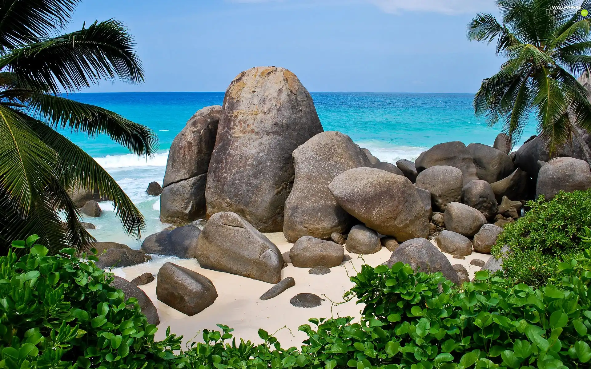 sea, Palms, Seychelles, rocks