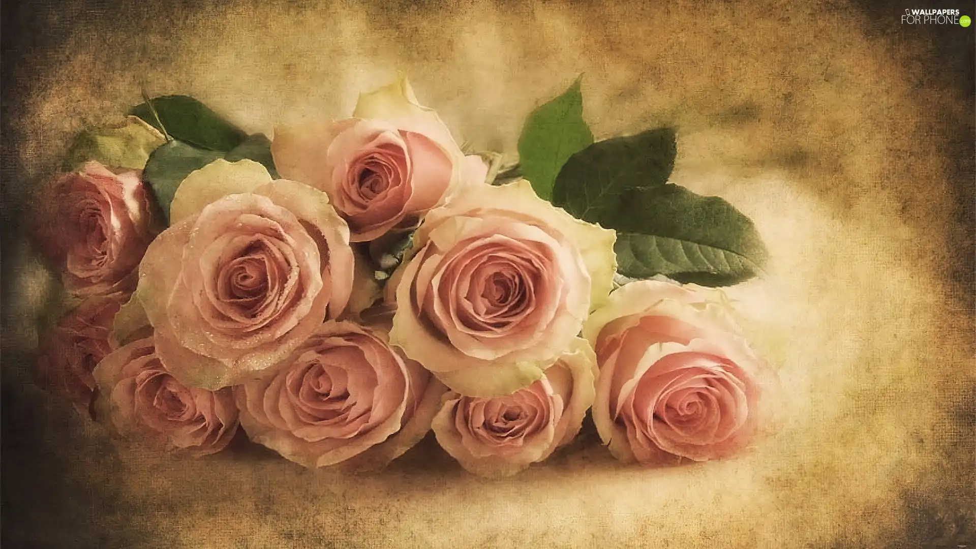 shaded, background, Pink, roses, beatyfull