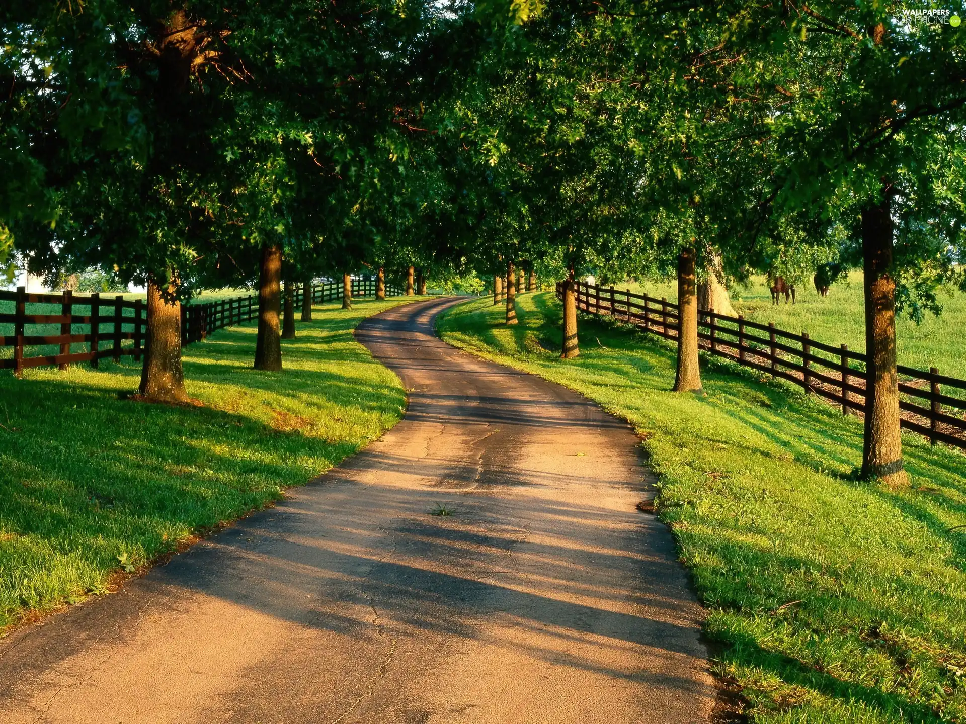 Way, viewes, shadows, trees