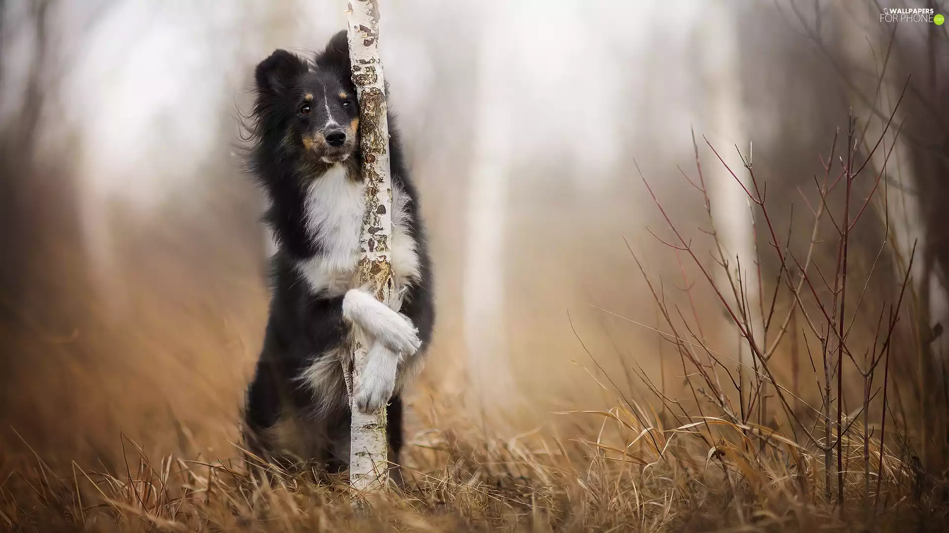 Bush, grass, shetland Sheepdog, birch, dog