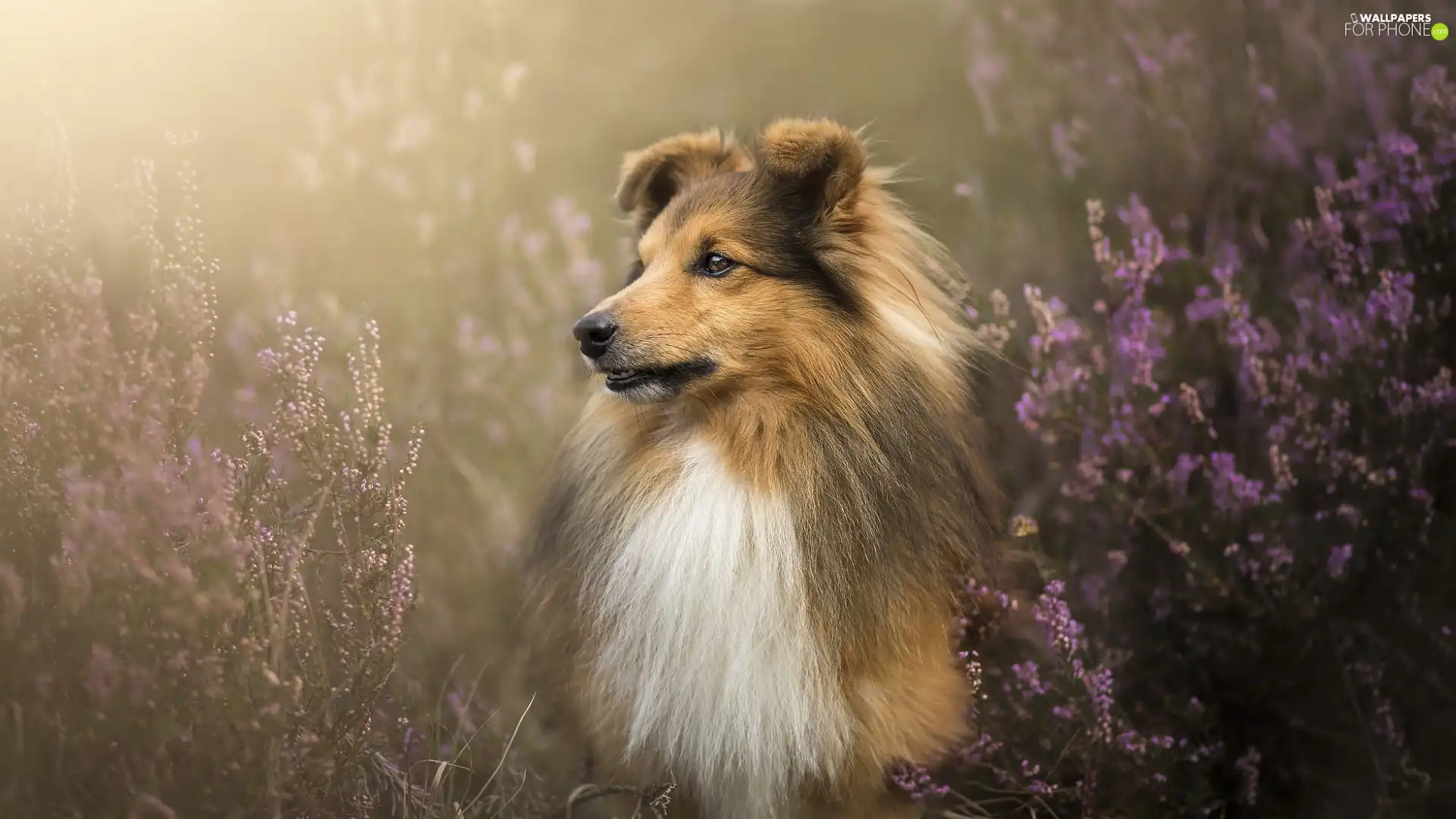 heather, dog, shetland Sheepdog