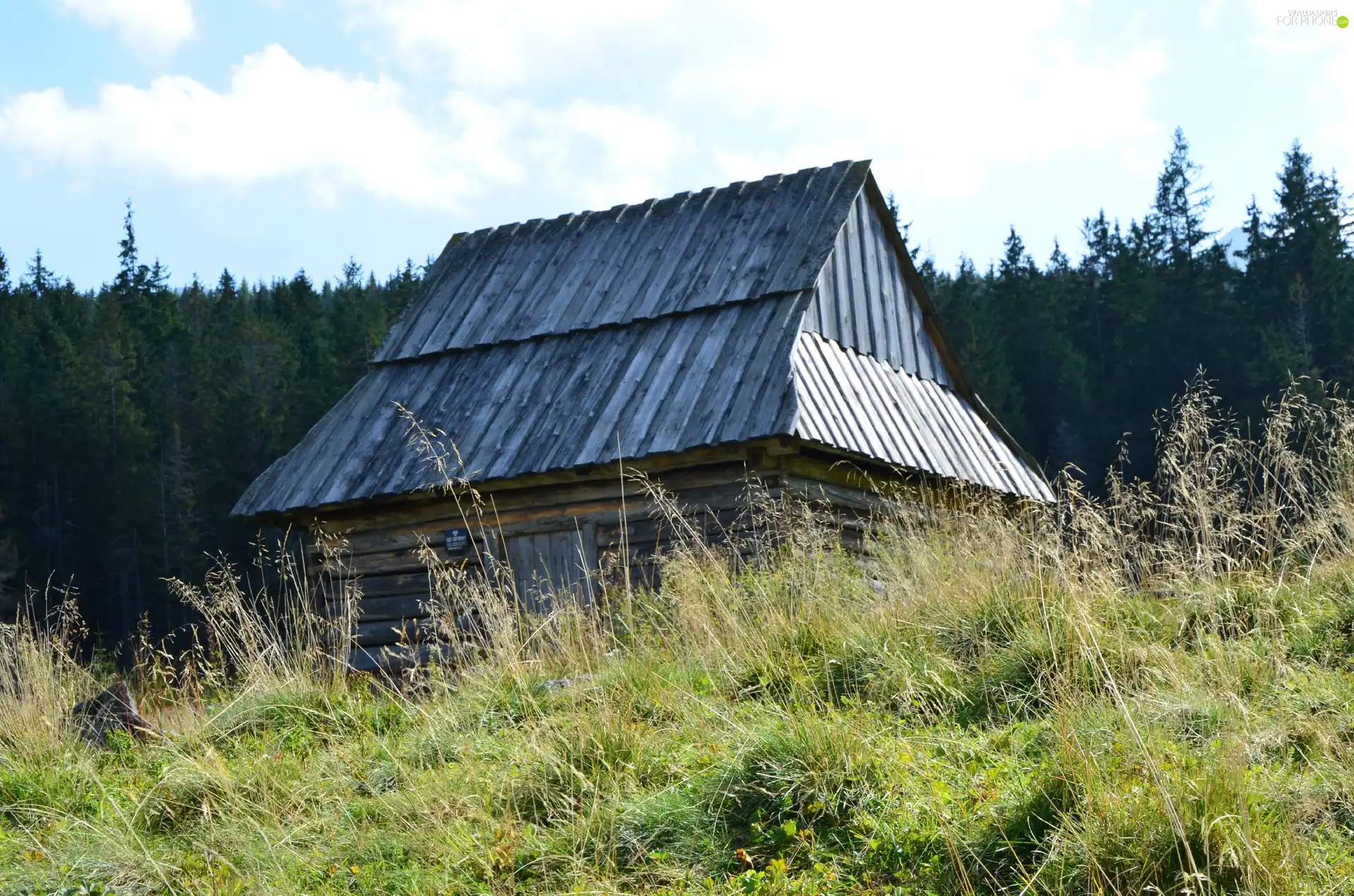 Sheepfarm, Zakopane, Poland, forest