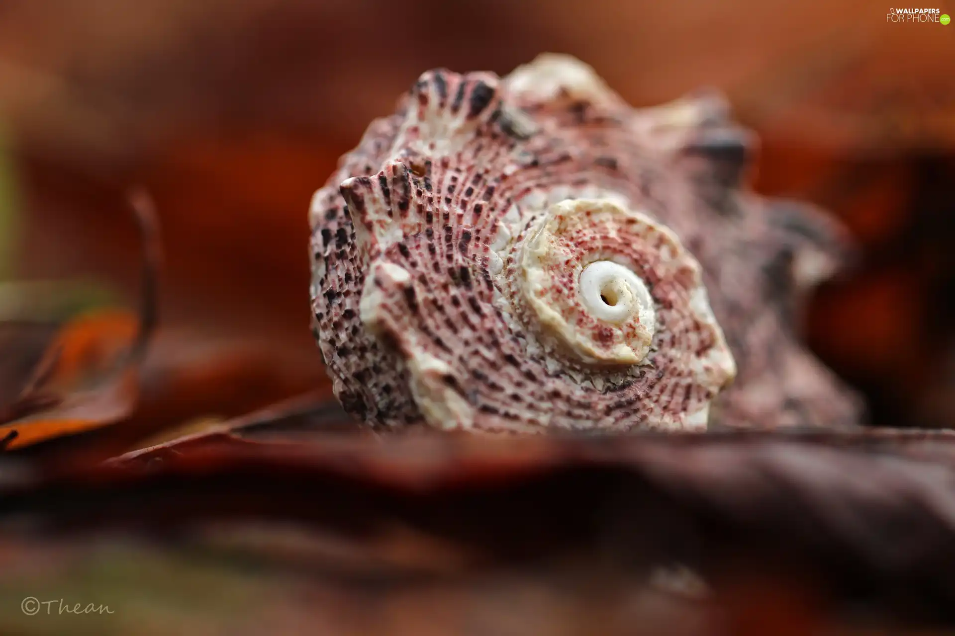 shell