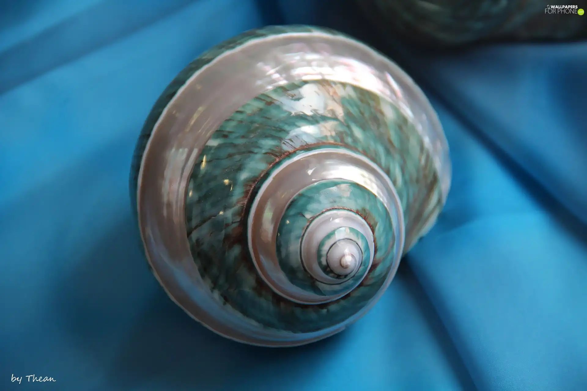 shell