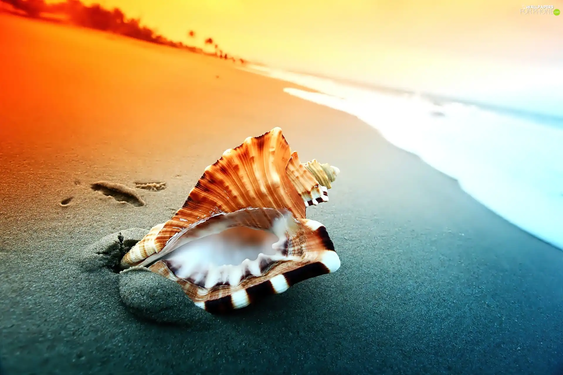 shell, sea, Beaches