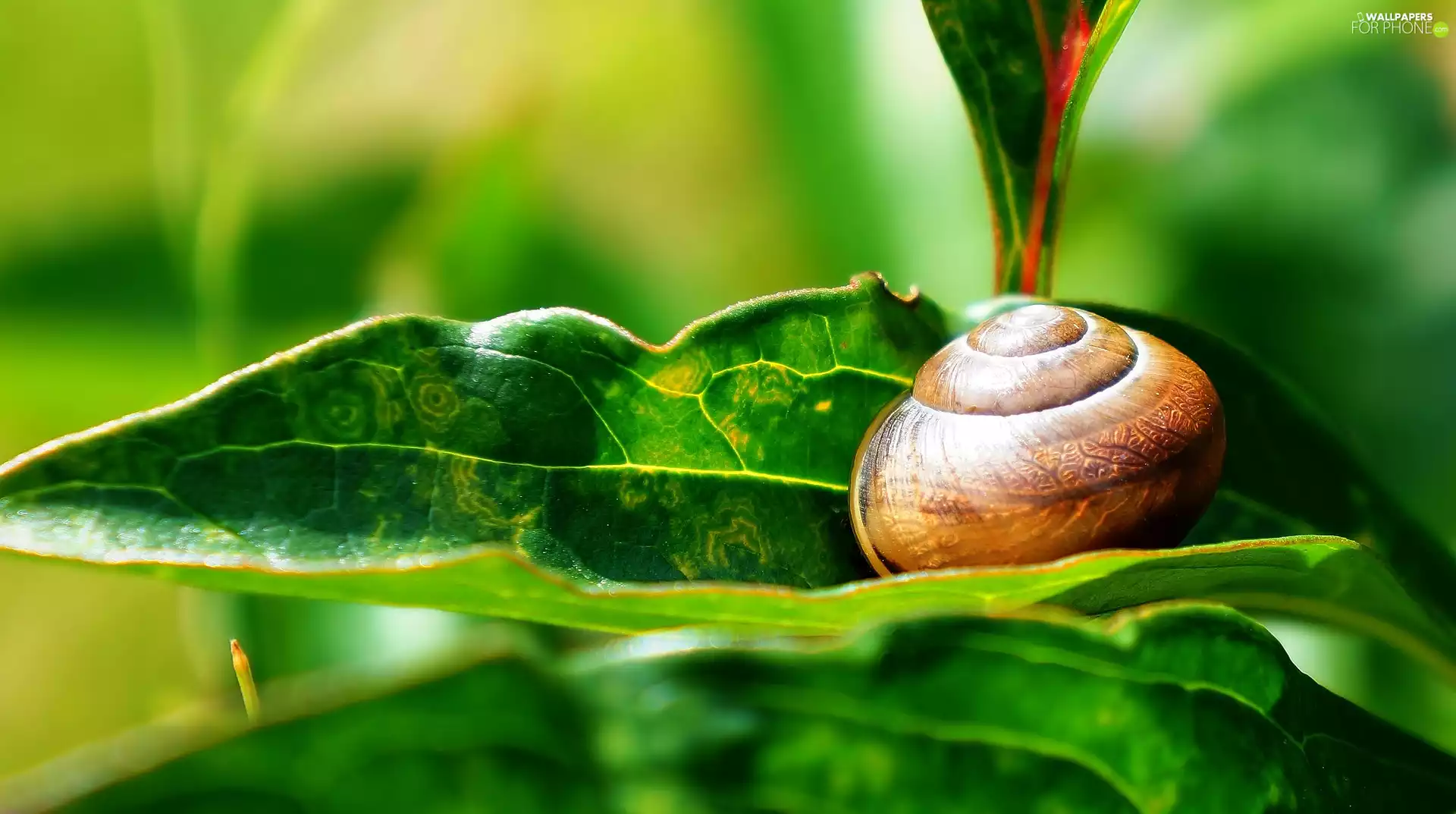 shell, Snail. Leaf