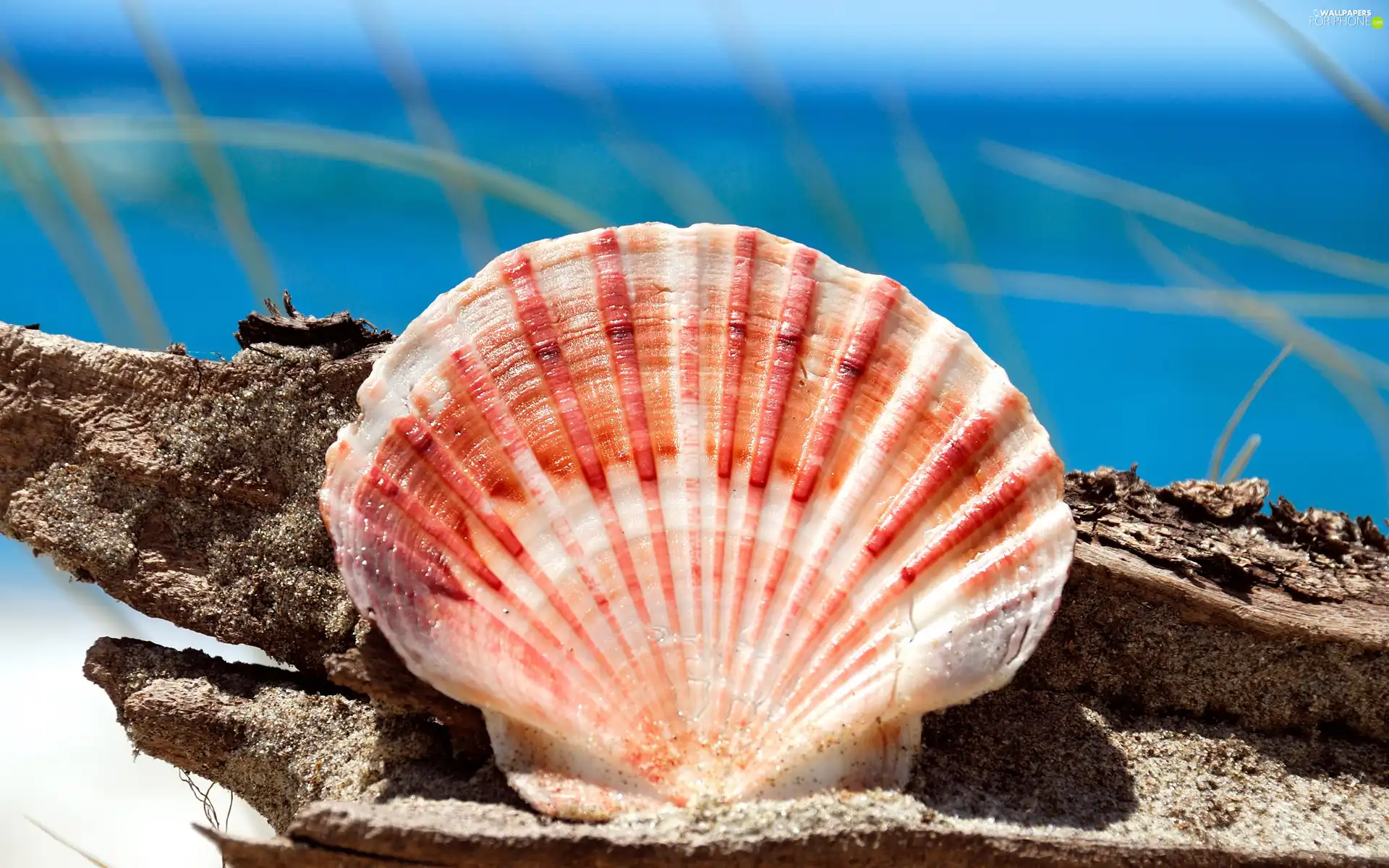 shell