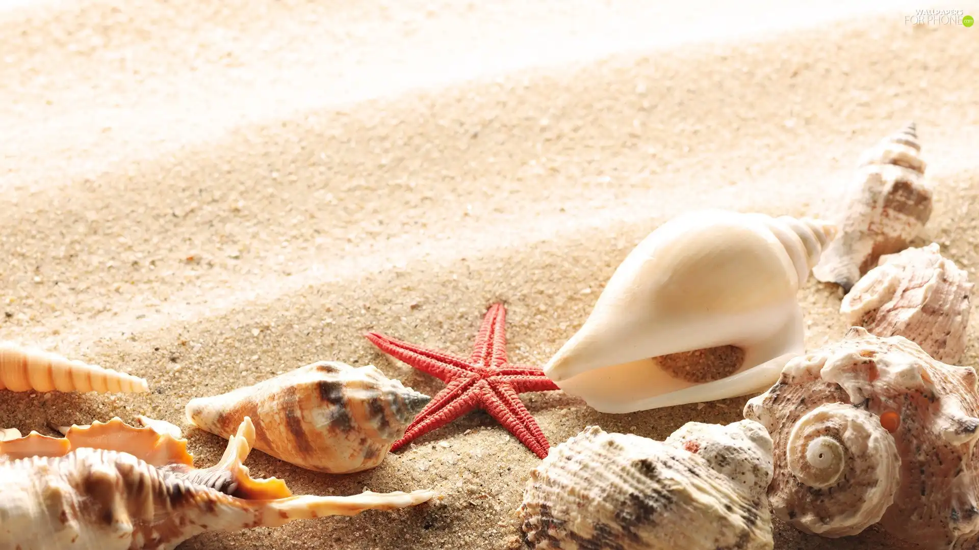 Shells