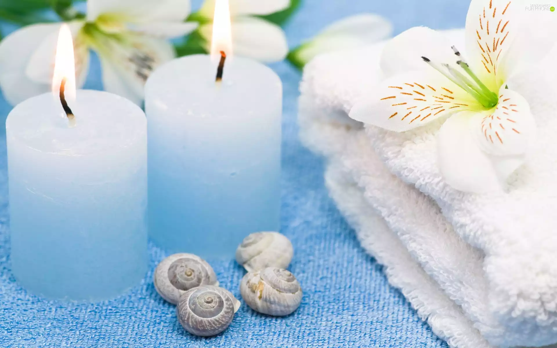 composition, Shells Candle, Spa, Candles