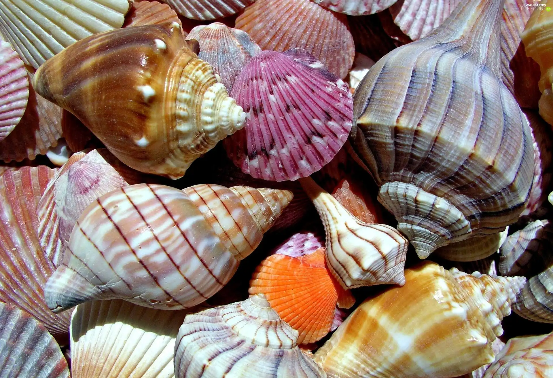 color, Shells