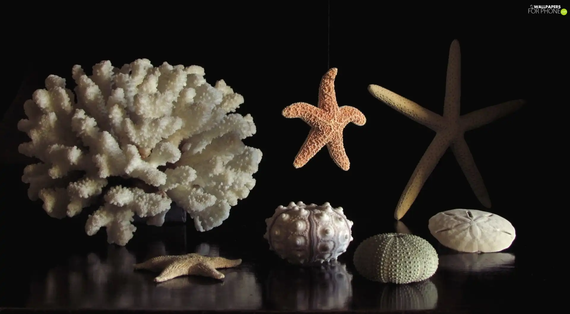 different, Shells
