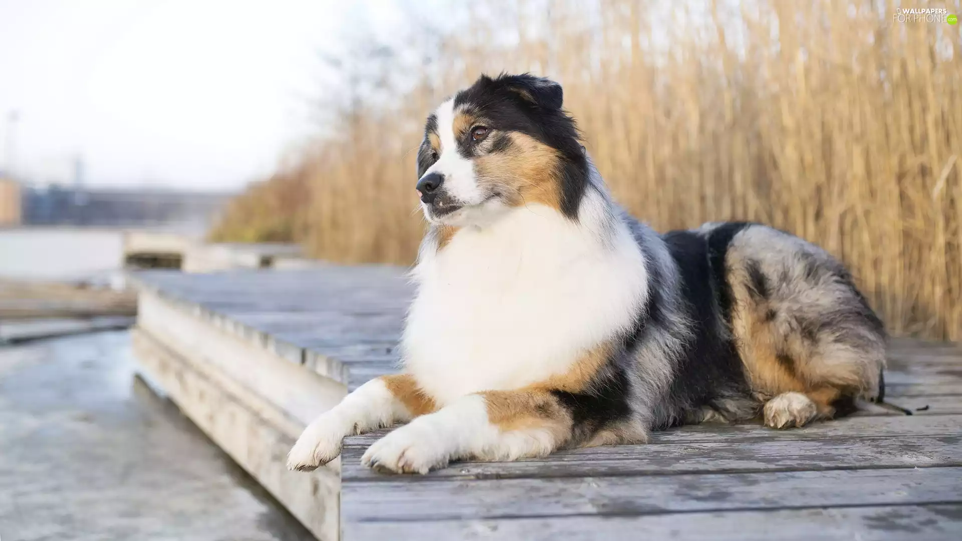 grass, water, Australian Shepherd, Platform, dog