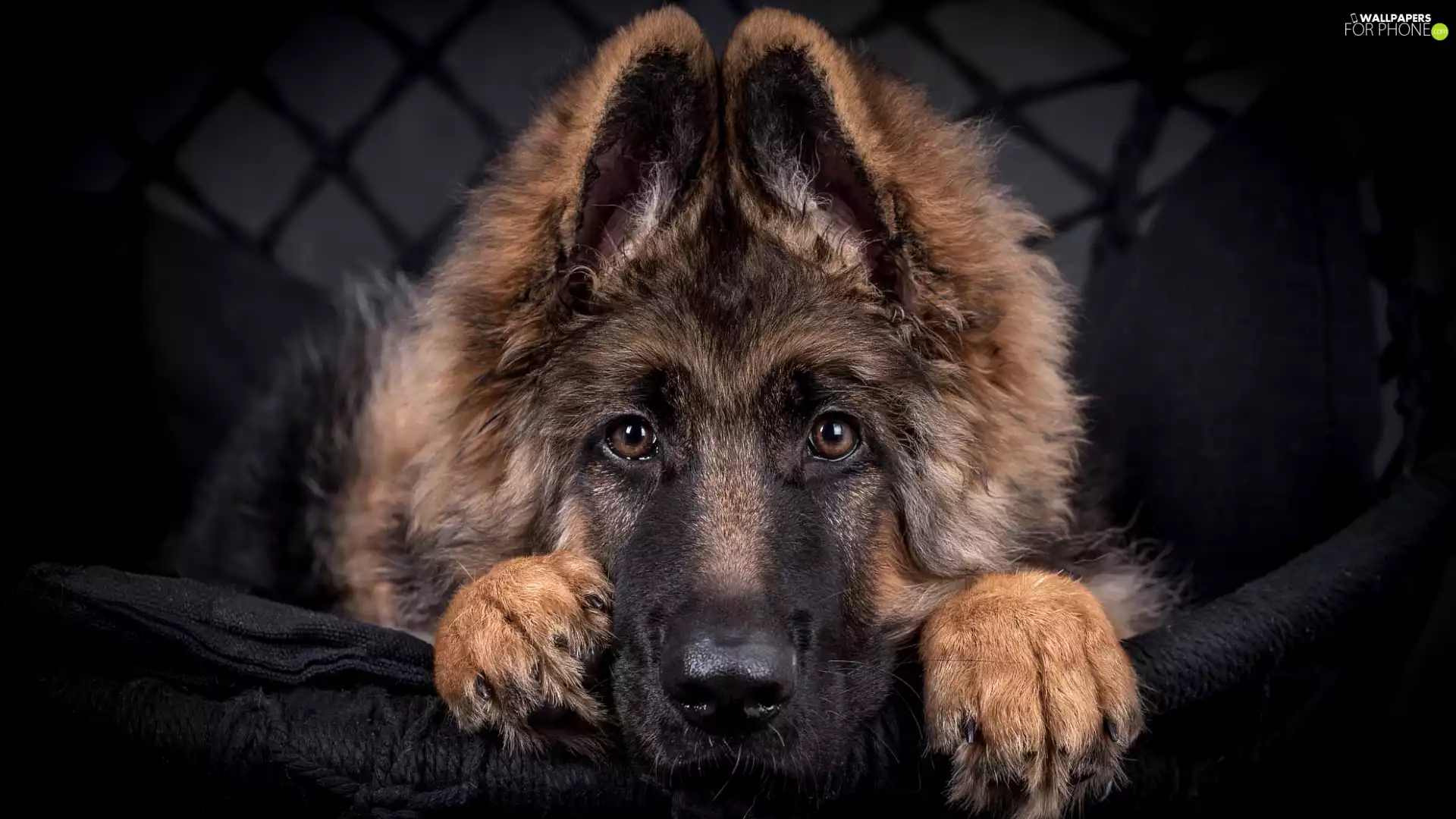 dog, Puppy, German Shepherd