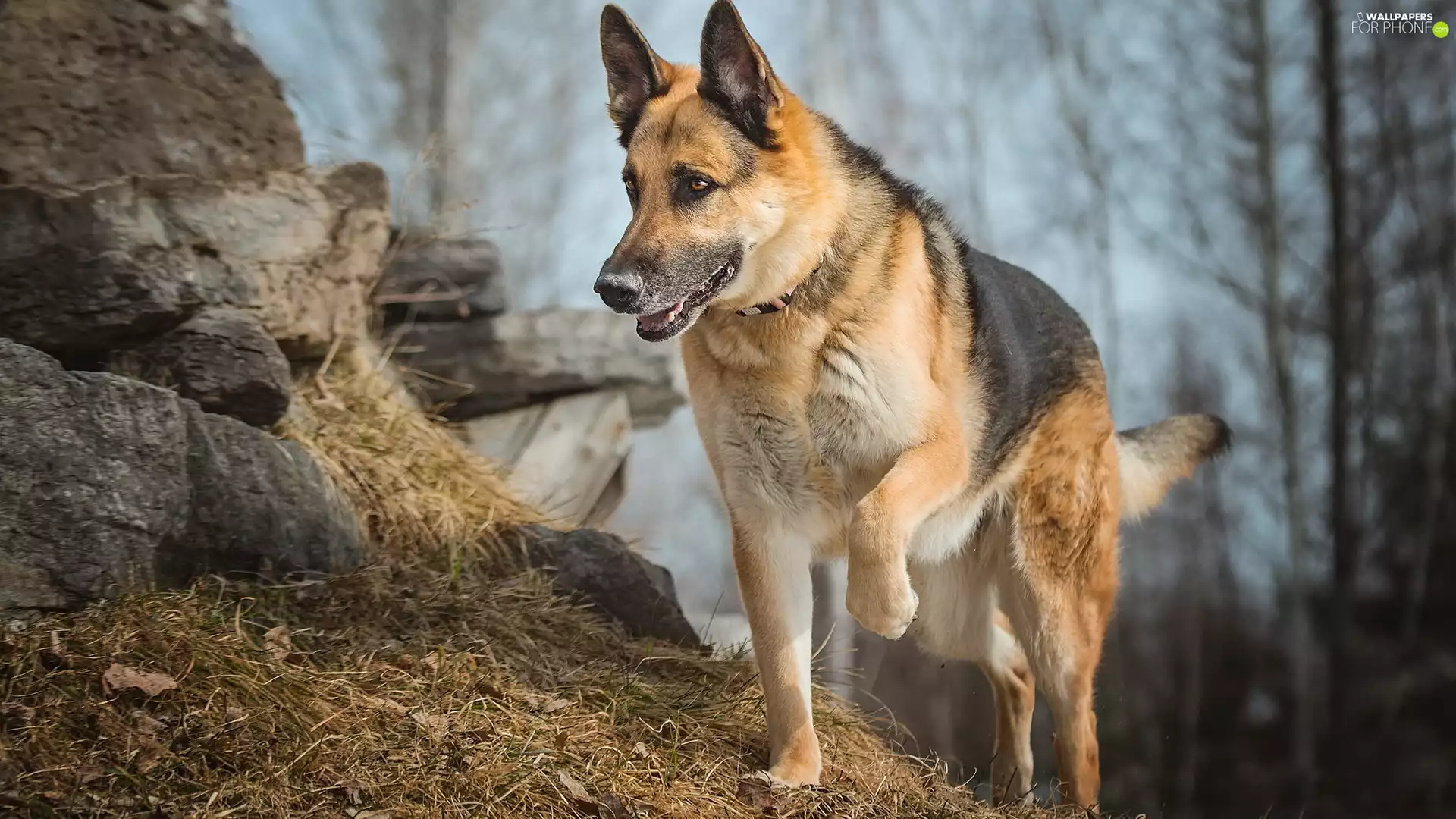 Stones, dog, German Shepherd